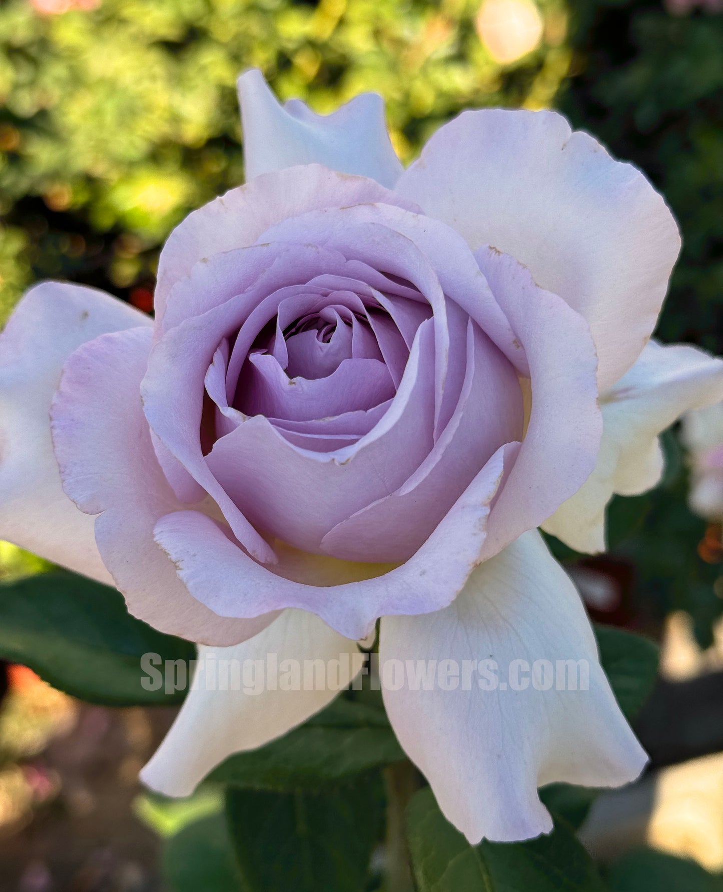 The Pride 荣耀（尼普），Hybrid Tea Rose, Strong  Fruity  Fragrance.  Non-Grafted/Own Root.