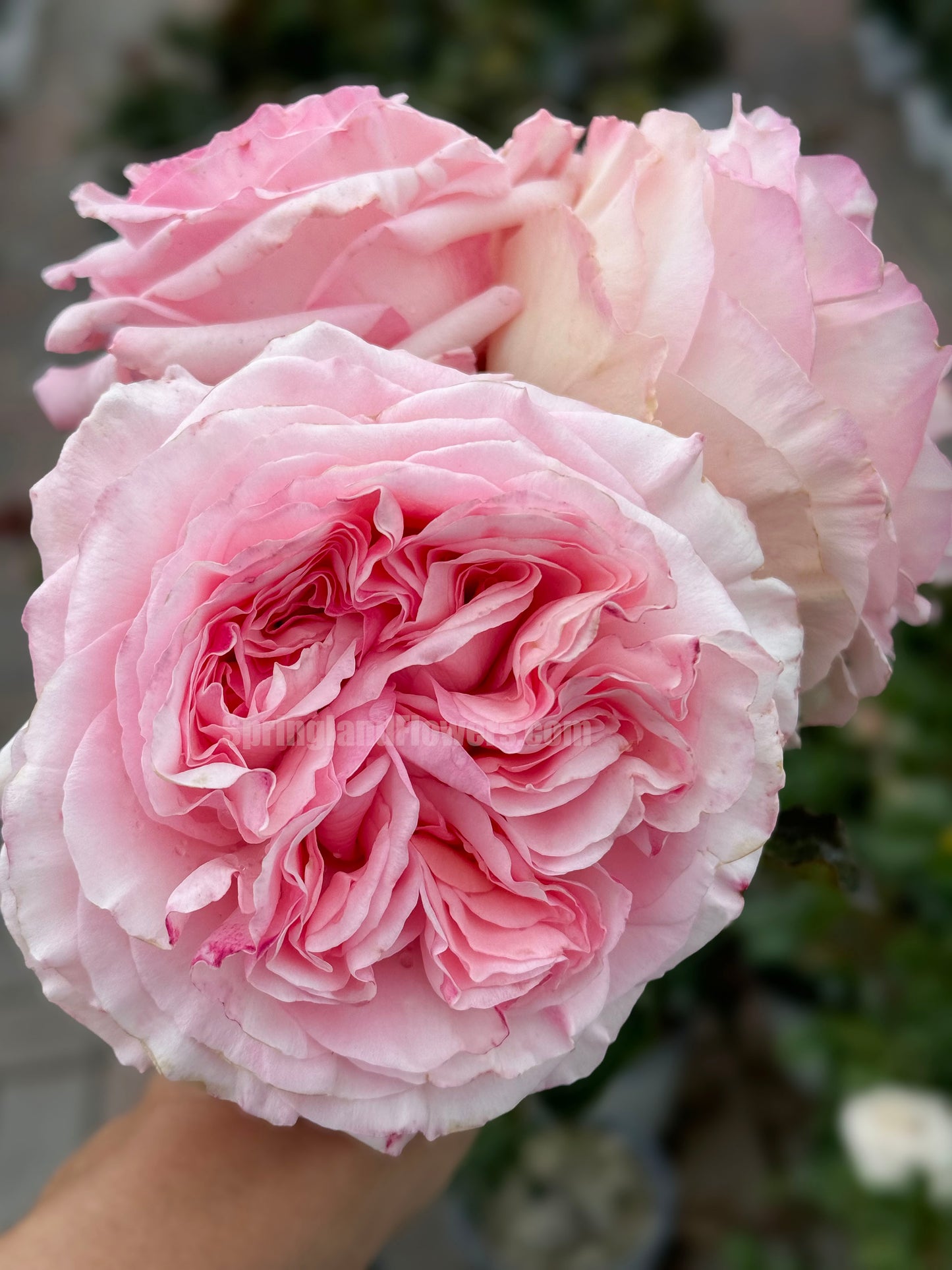 #SPF028，Extremely Similar to Pink O'Hara 粉荔枝，French Florist Shrub Rose, Large, Disease Resistance, Non-Grafted/Own Root.