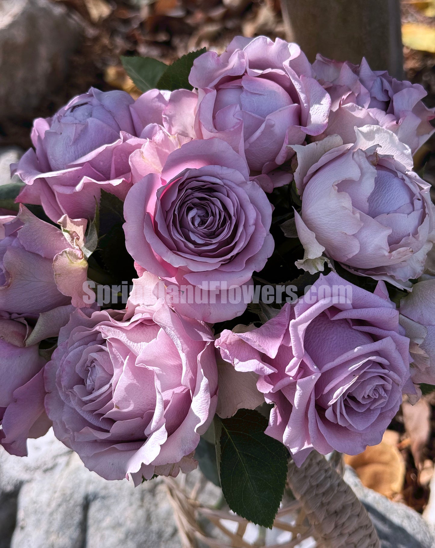 #SPQ004, Amethyst 紫龙晶， Florist Shrub Rose, Heat-resistant,  Non-Grafted/Own Root.