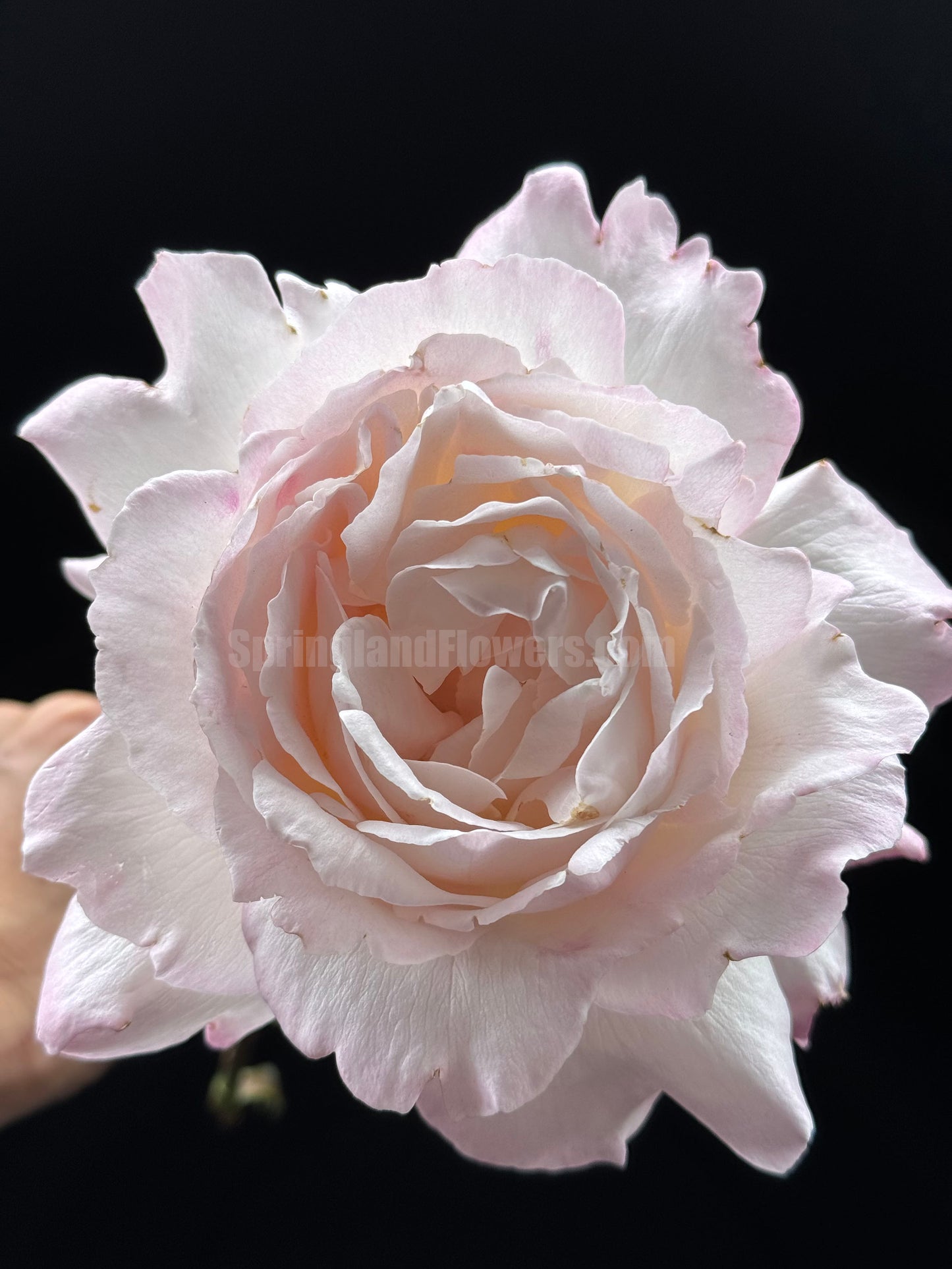 #SPJ096, Princess Tenko 天宫公主，Japanese Shrub Rose , Strong Fruity Sweet Fragrance,  Large,  Non-Grafted/Own Root.