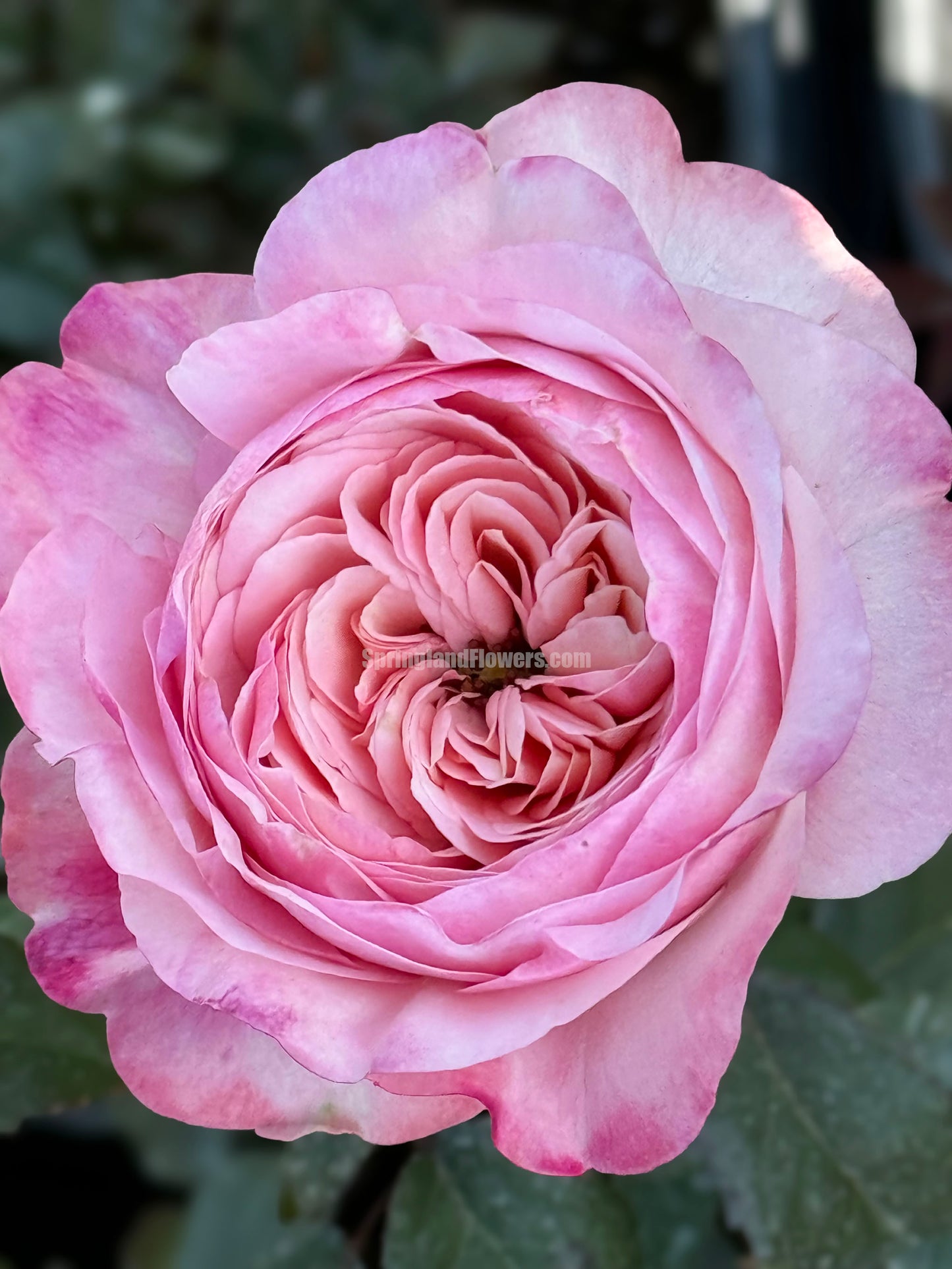 Tamaki 环, Japanese Shrub Rose，Non-Grafted/Own Root.