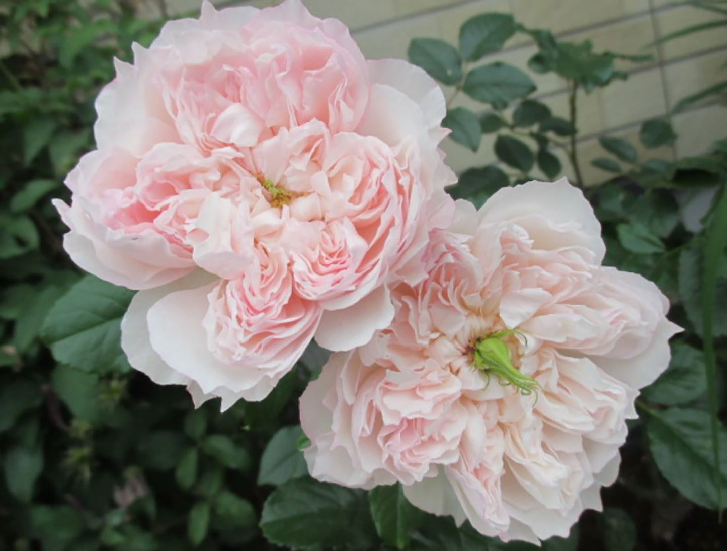 Cecil de volanges 蝶之舞 セシルドゥヴォーランジェ，Japanese Shrub Rose. Glossy Leaves Resistant To Black Spot And Powdery Mildew.