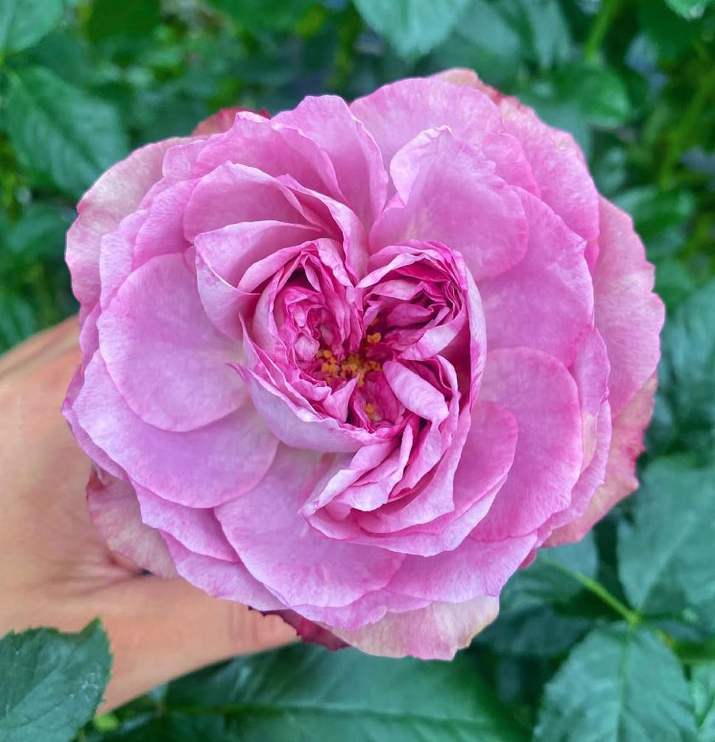 #SPJ124，Nothing without you 不能没有你/非你莫属，Japanese Florist Shrub Rose , Non-Grafted/Own Root.
