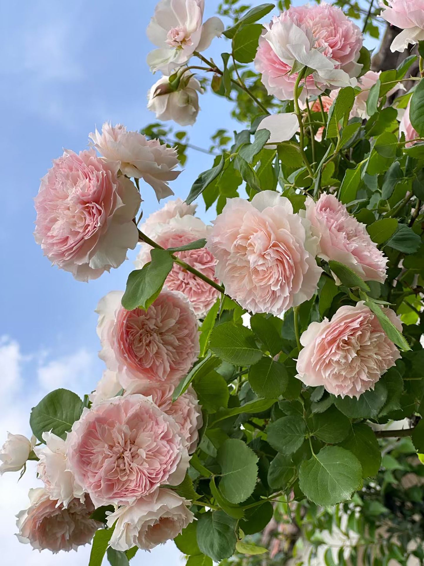 Monique Darve 莫妮卡戴维, Floribunda Rose, Non-Grafted/Own Root.