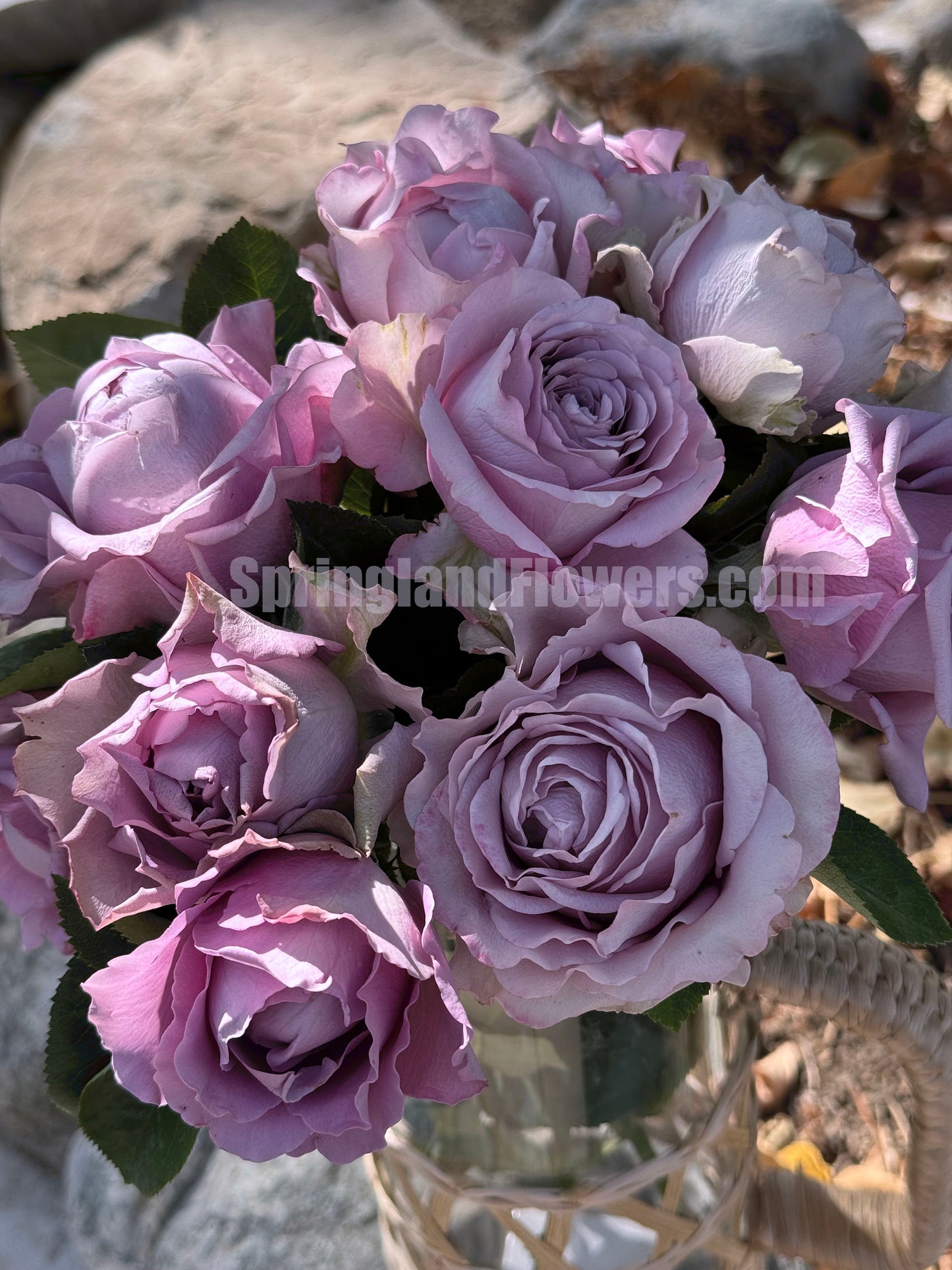 #SPQ004, Amethyst 紫龙晶， Florist Shrub Rose, Heat-resistant,  Non-Grafted/Own Root.