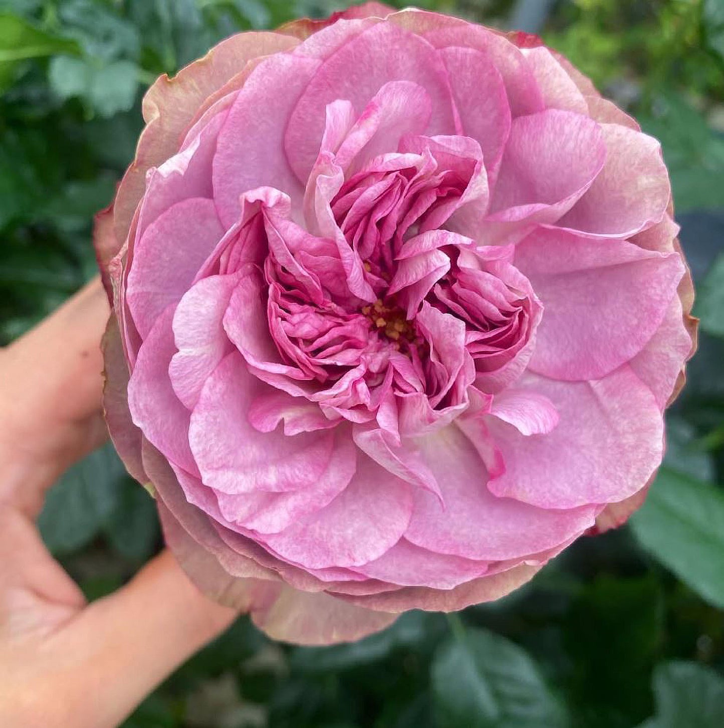 #SPJ124，Nothing without you 不能没有你/非你莫属，Japanese Florist Shrub Rose , Non-Grafted/Own Root.