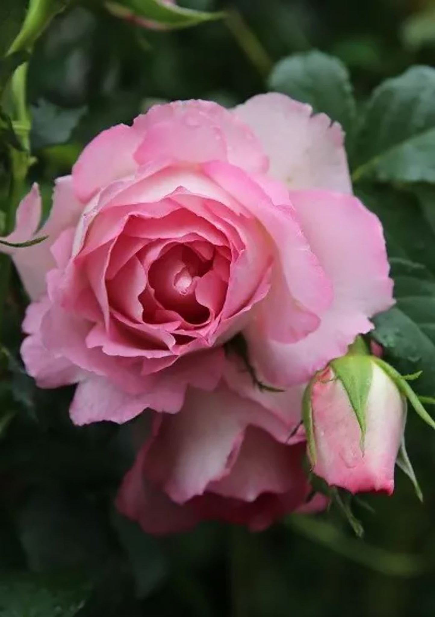 Rien Rose 河本绊 リアン・ローズ，Japanese Floribunda Rose，Non-Grafted/Own Root.