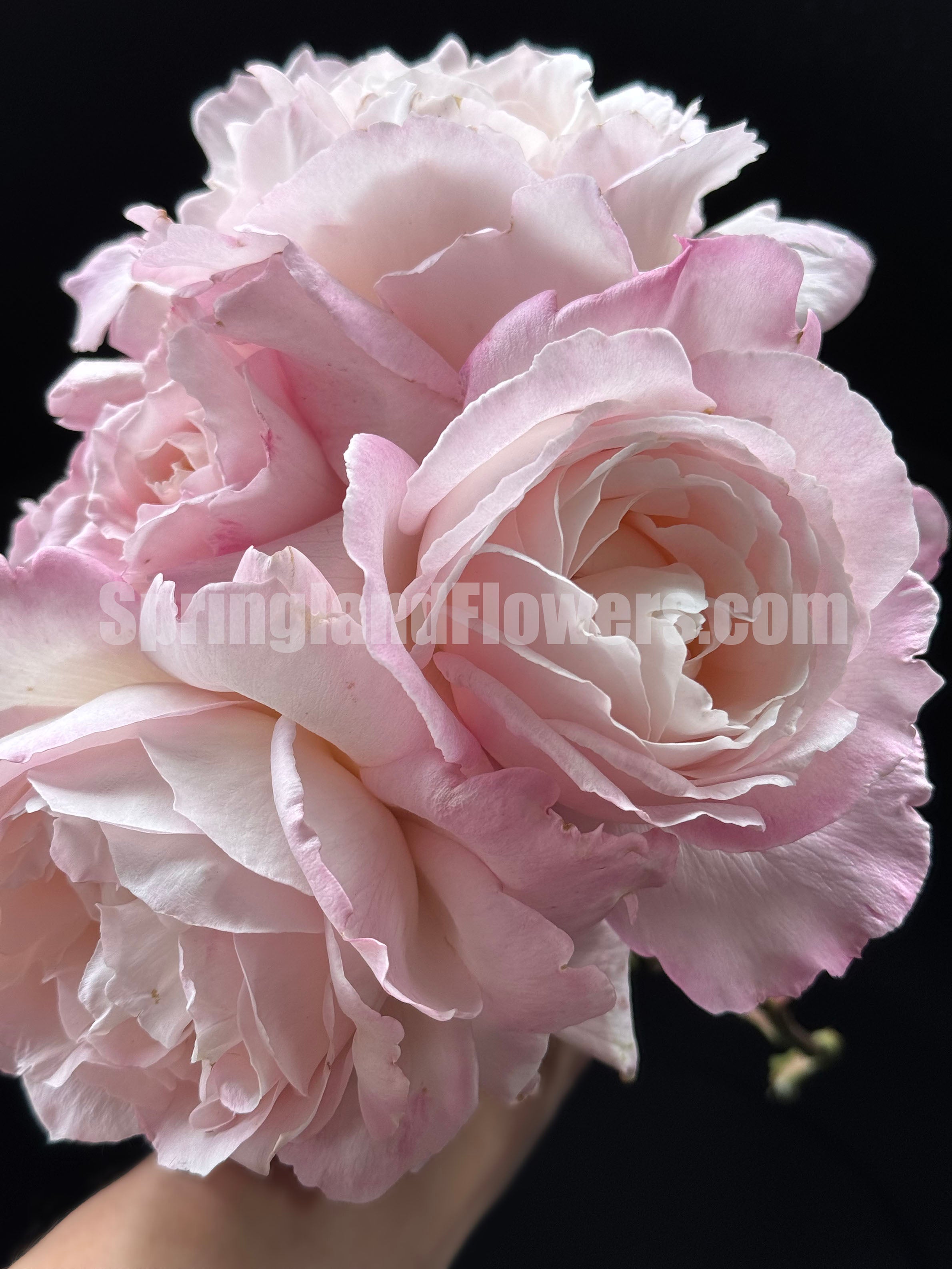 SPJ096, Princess Tenko 天宫公主，Japanese Shrub Rose