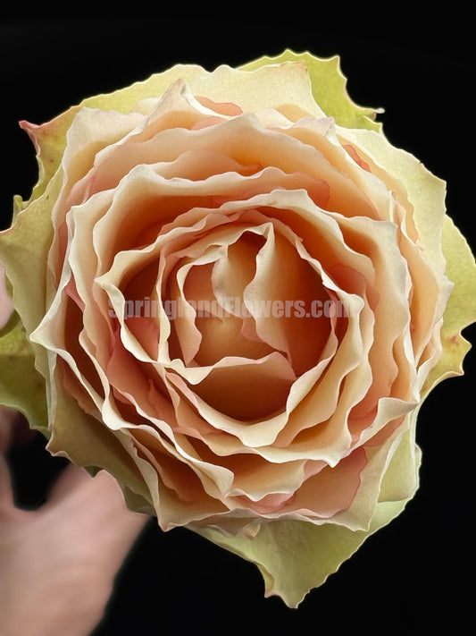 #SPN059, extremely similar to Jalitah 吉莱塔/ 四季龙沙, Netherlands Florist Shrub Rose, Heat-Resistant, Disease-Resistant, Non-Grafted/Own Root.