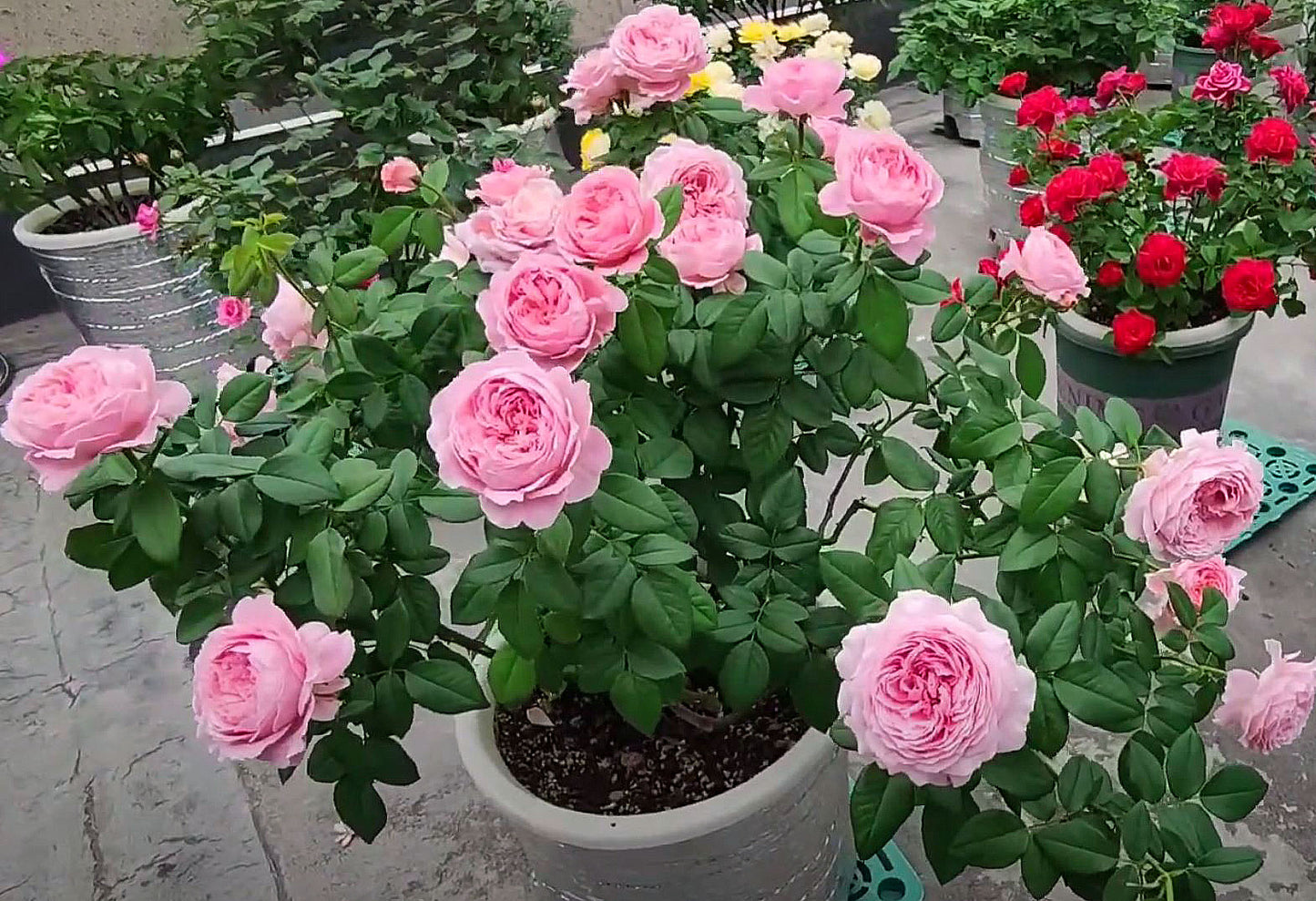 #SPF200, Anne-Sophie Pic 安索菲比克， Floribunda Florists Rose. Non-Grafted/Own Root.