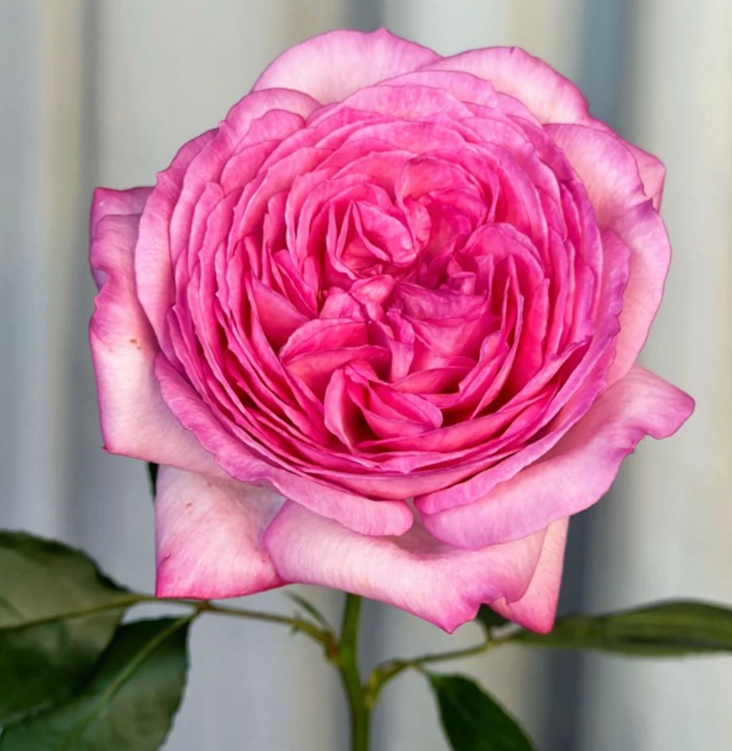 #SPJ237，NEW! 2022. Ensorcelant 伊芙妖艳, Japanese Shrub Rose, Non-Grafted/Own Root.