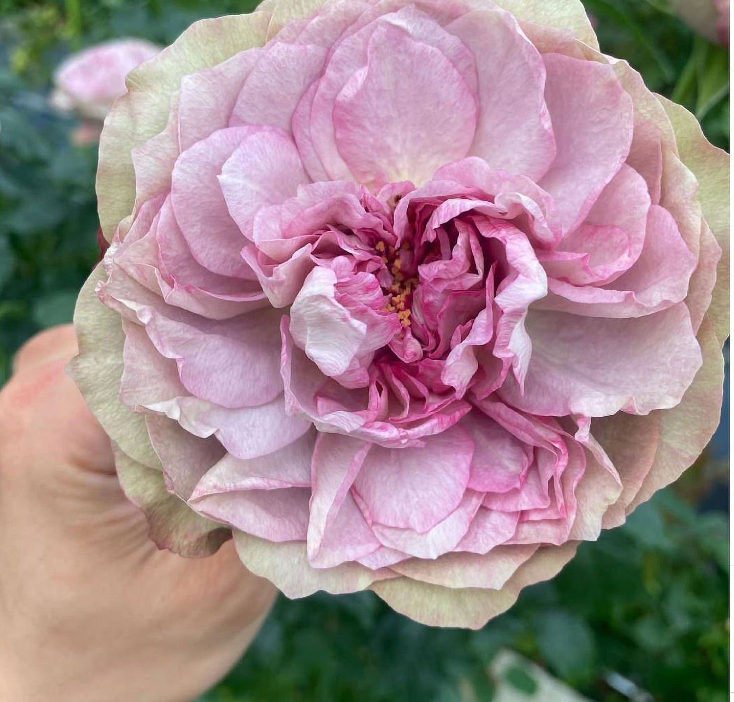 #SPJ124，Nothing without you 不能没有你/非你莫属，Japanese Florist Shrub Rose , Non-Grafted/Own Root.