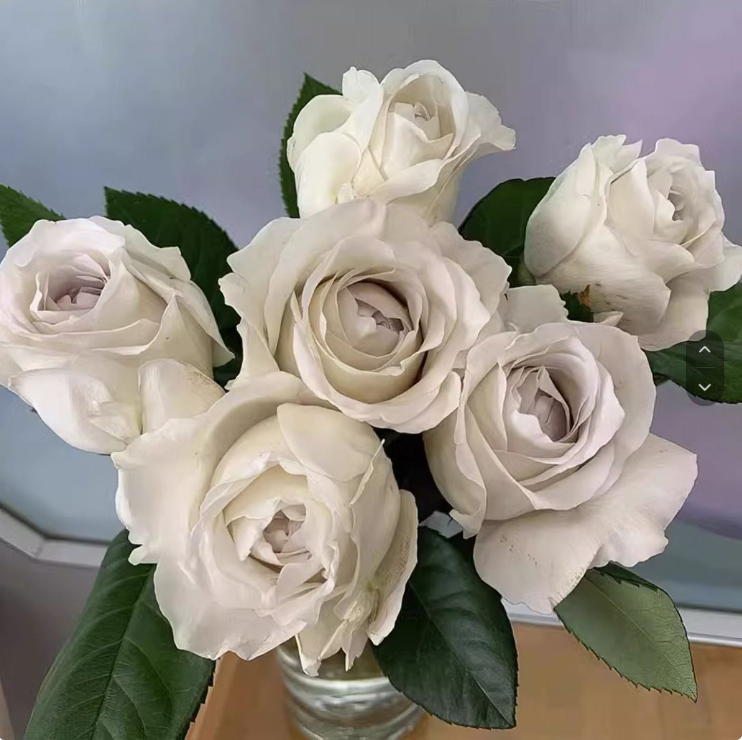 #SPJ178，Milky Pearl 珍珠牛奶,  Japanese Cutting Rose,  Non-Grafted/Own Root.