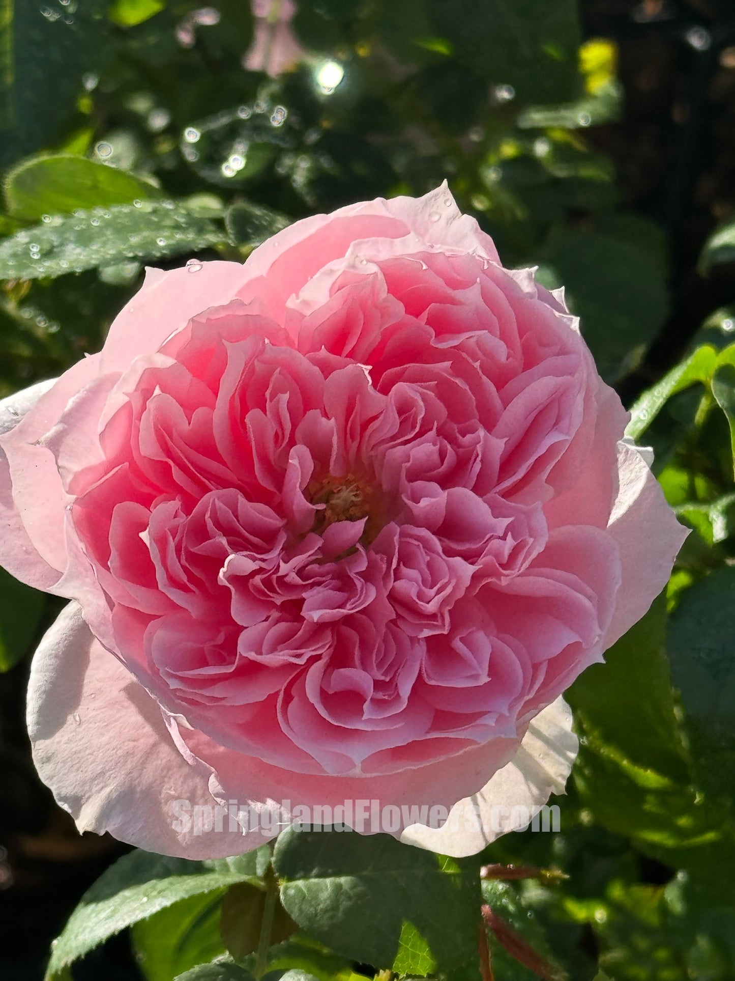 Cecil de volanges 蝶之舞 セシルドゥヴォーランジェ，Japanese Shrub Rose. Heat-tolerant, disease-resistant, Non-Grafted/Own Root.