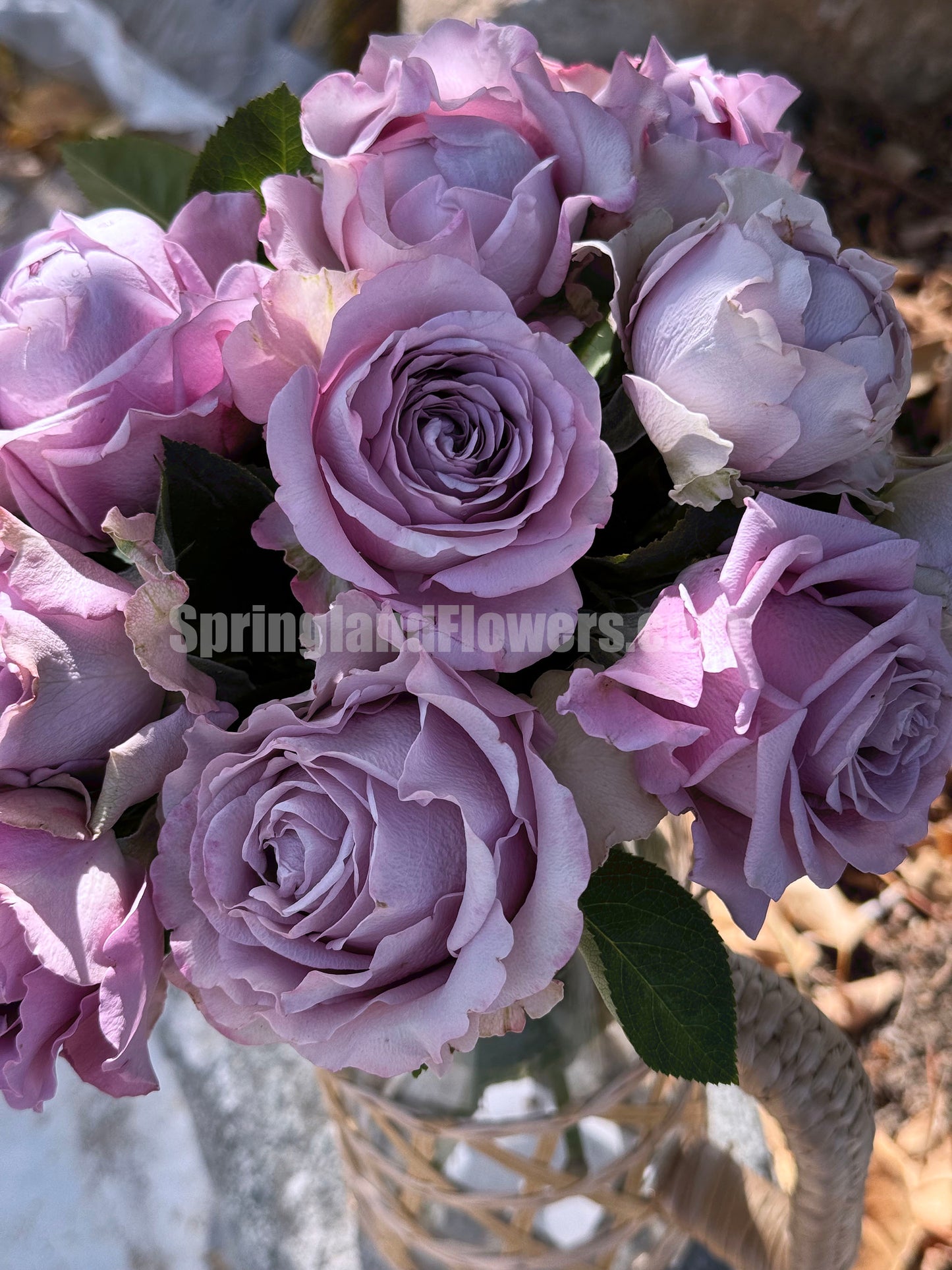 #SPQ004, Amethyst 紫龙晶， Florist Shrub Rose, Heat-resistant,  Non-Grafted/Own Root.