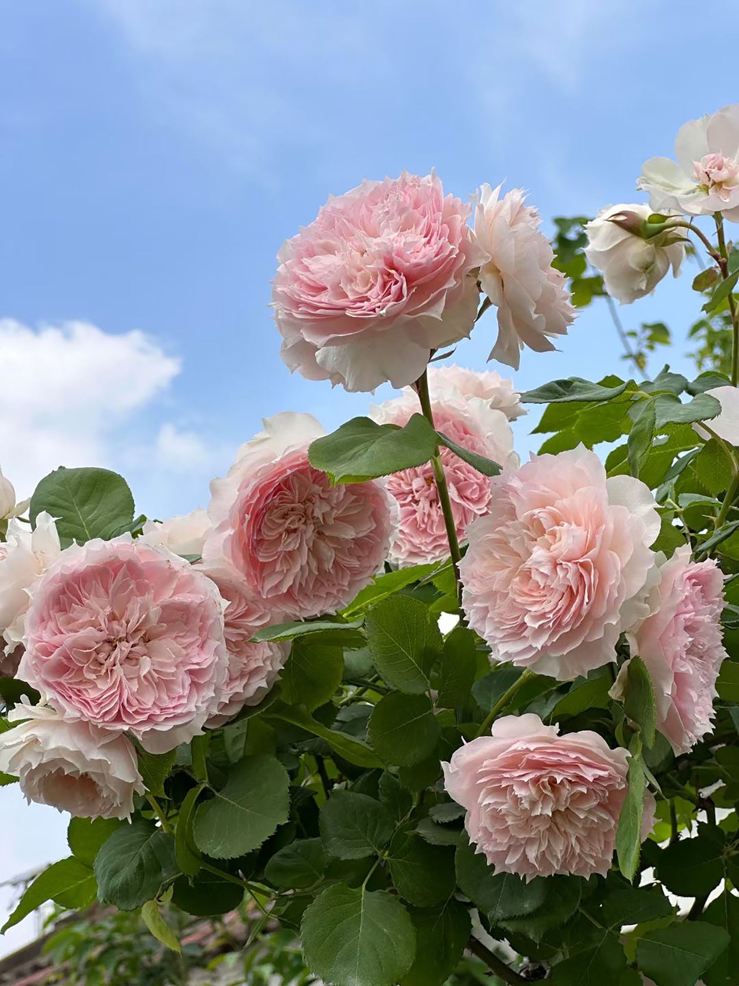 Monique Darve 莫妮卡戴维, Floribunda Rose, Non-Grafted/Own Root.