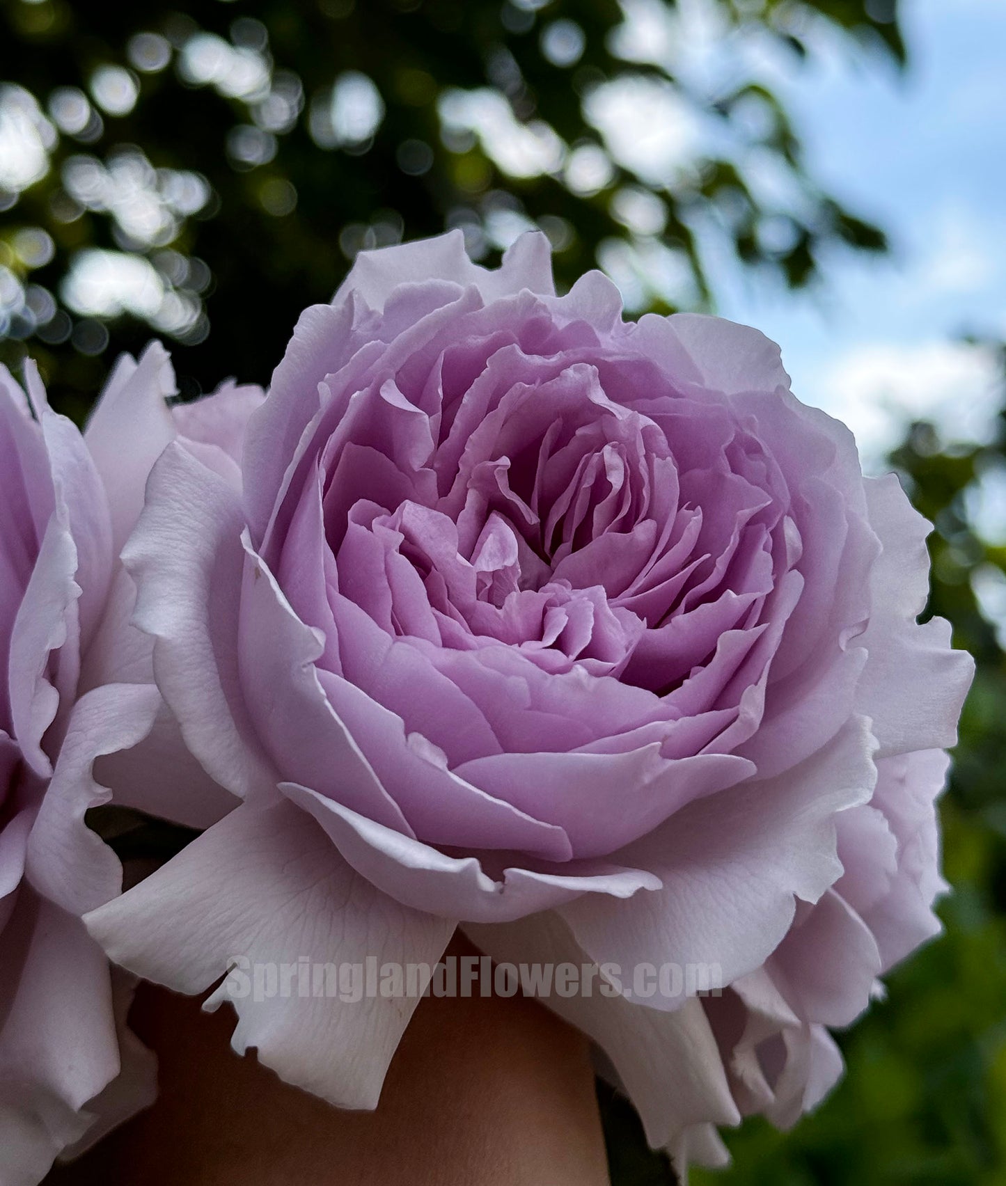 Yinyinqing / Memory of Blue (隐隐青) ,  Shrub Rose, Non-Grafted/Own Root. Strong Fragrance. Resistant to high temperature and humidity.