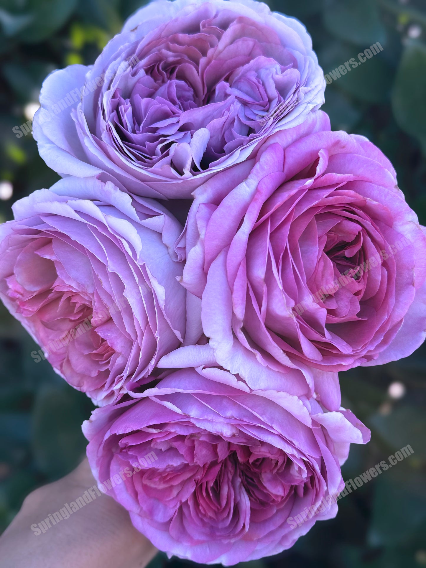 #SPF026，extremely similar to The Pride 荣耀, Hybrid Tea Rose, Strong  Fruity  Fragrance.  Non-Grafted/Own Root.