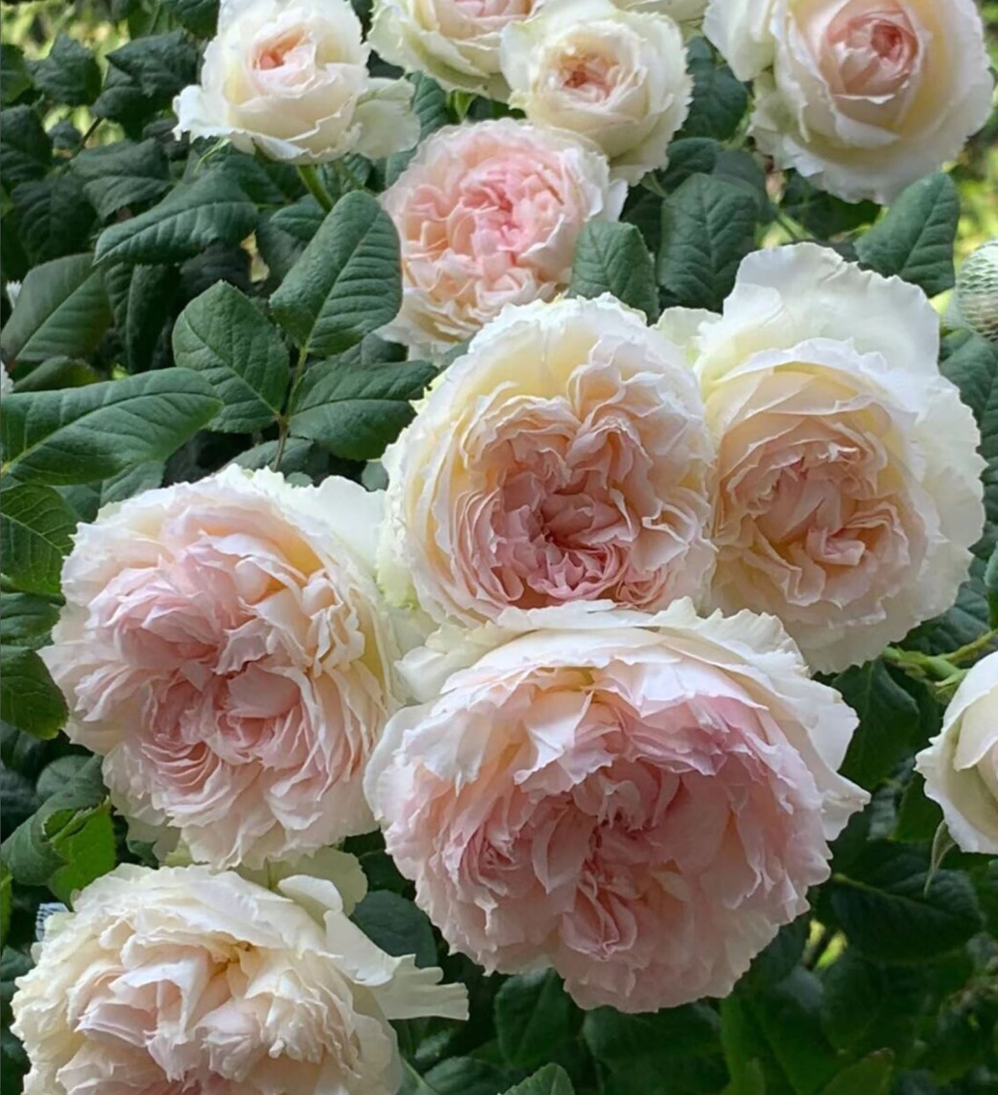 M-Perzik 佩尔朱克ペルジューク , Japanese Shrub Rose, Non-Grafted/Own Root.