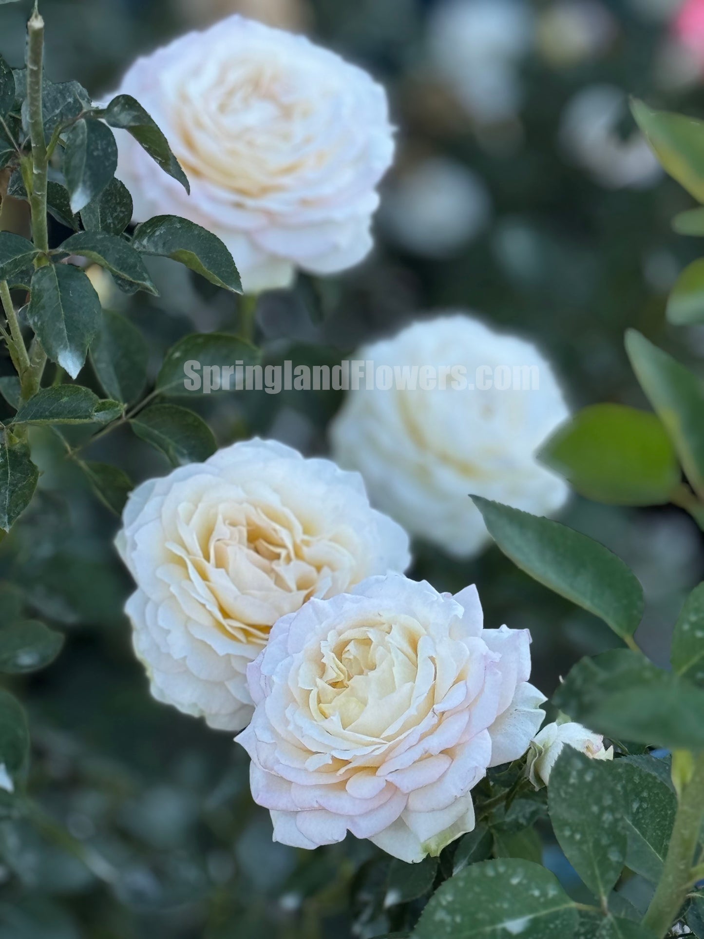 Ivory Yves Piaget 伊芙象牙伯爵，Japanese Shrub Rose， Non-Grafted/Own Root.