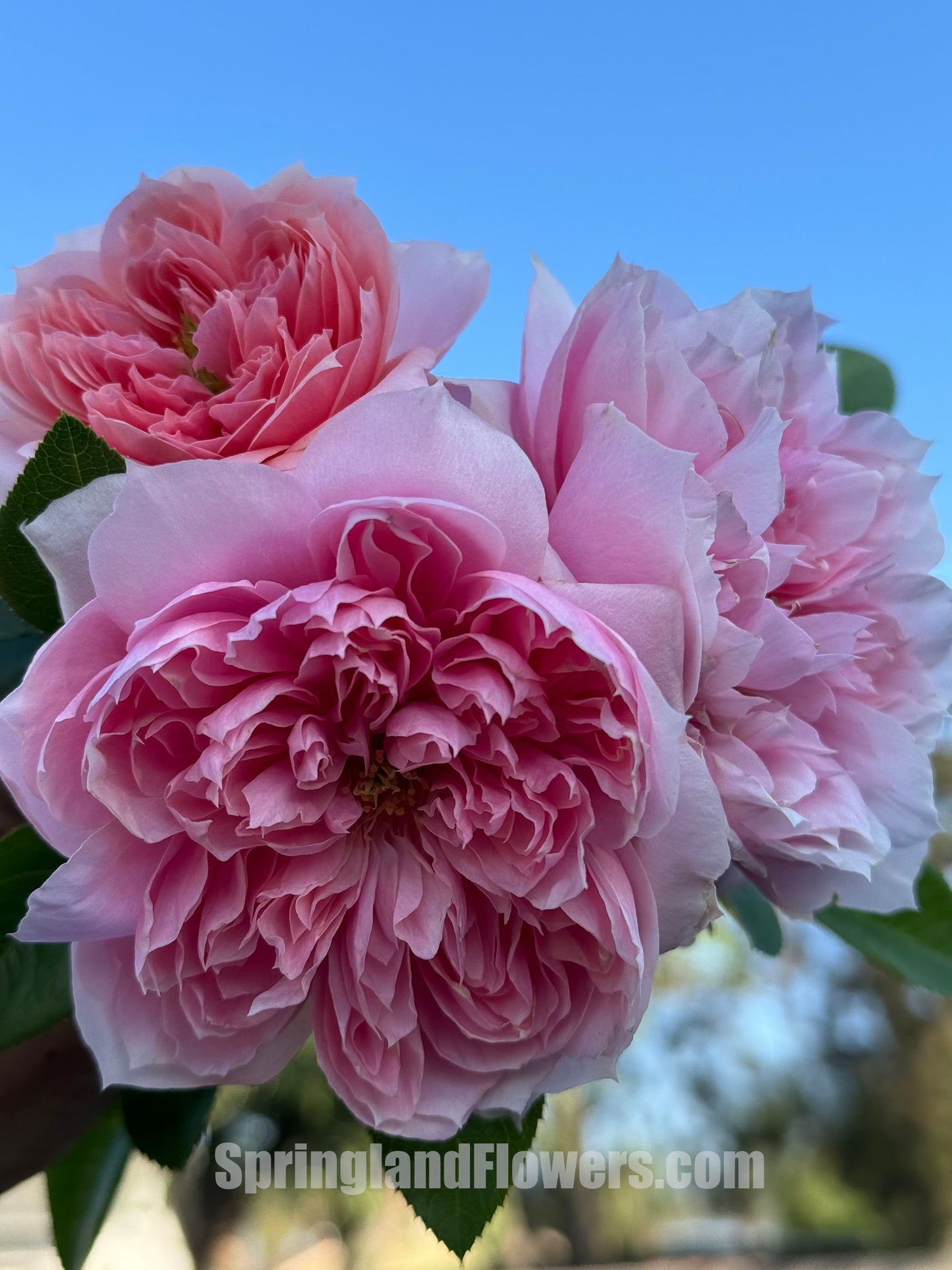 Cecil de volanges 蝶之舞 セシルドゥヴォーランジェ，Japanese Shrub Rose. Heat-tolerant, disease-resistant, Non-Grafted/Own Root.