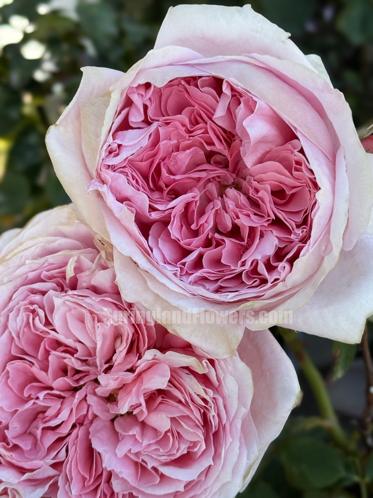 #SPF200, Anne-Sophie Pic 安索菲比克， Floribunda Florists Rose. Non-Grafted/Own Root.