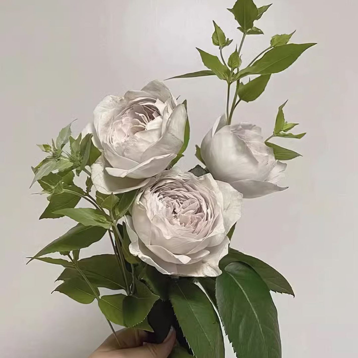 #SPJ178，Milky Pearl 珍珠牛奶,  Japanese Cutting Rose,  Non-Grafted/Own Root.