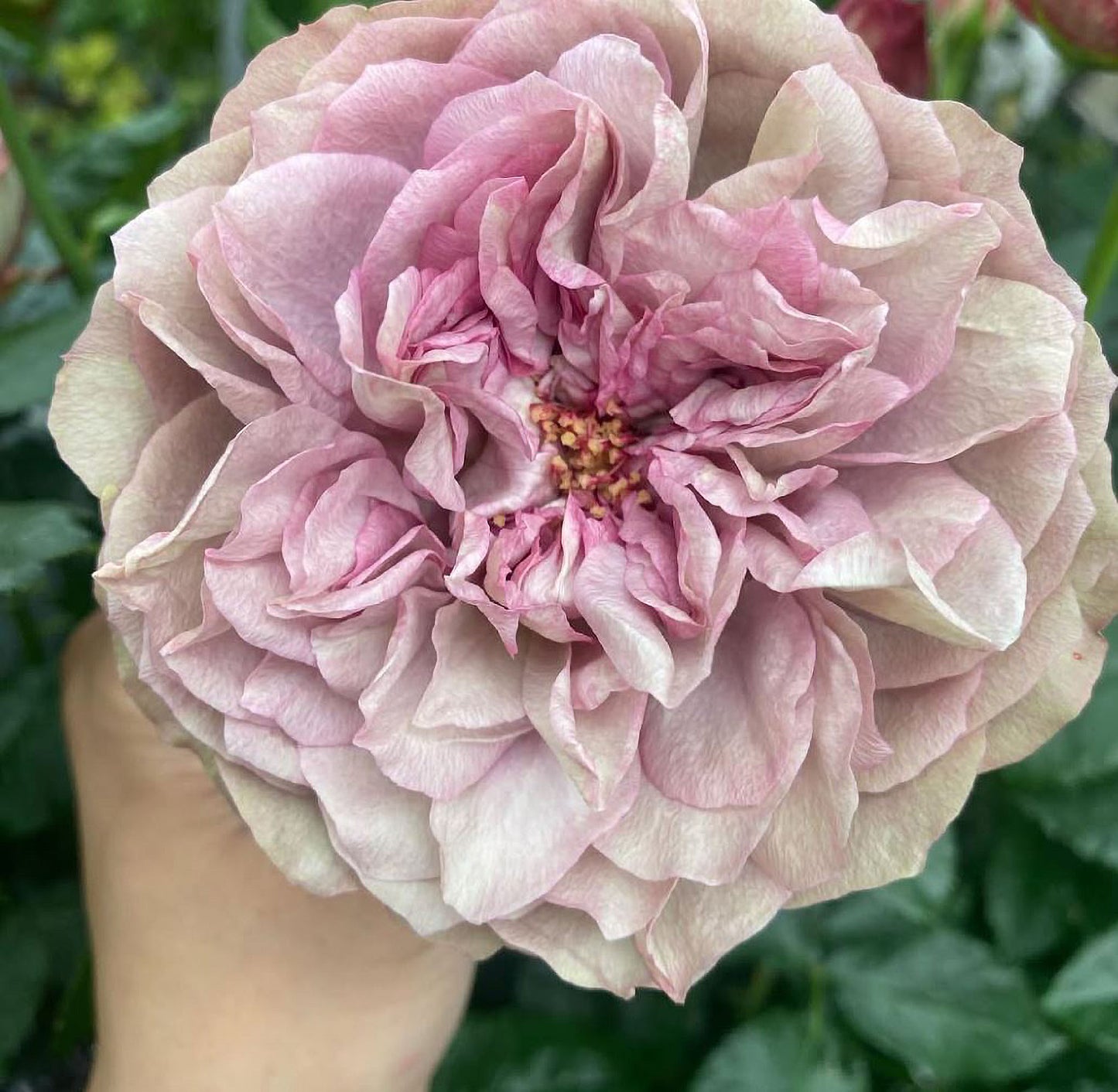 #SPJ124，Nothing without you 不能没有你/非你莫属，Japanese Florist Shrub Rose , Non-Grafted/Own Root.