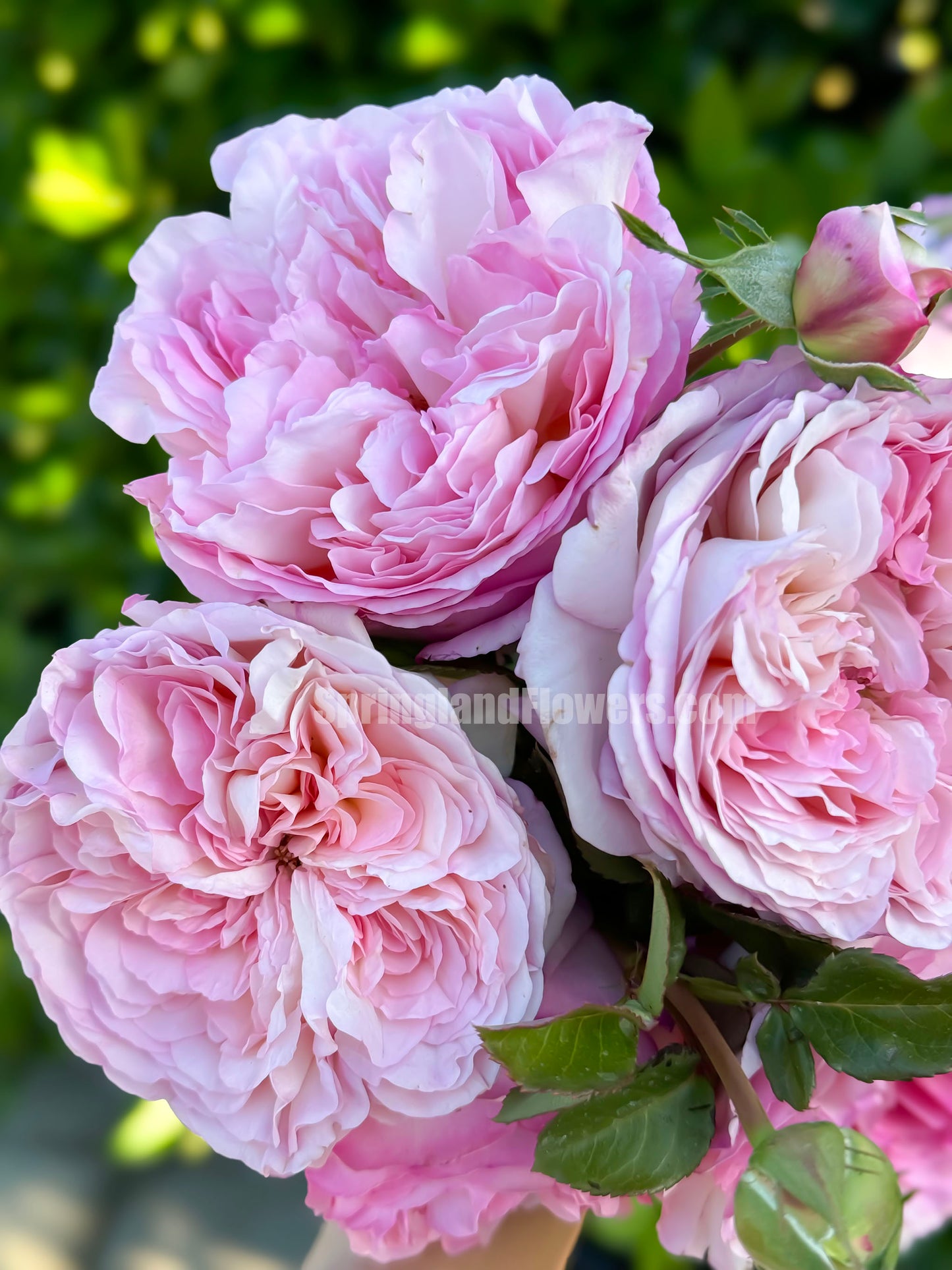 Princess Sakura 樱花公主, Japanese Shrub Rose , Non-Grafted/Own Root.