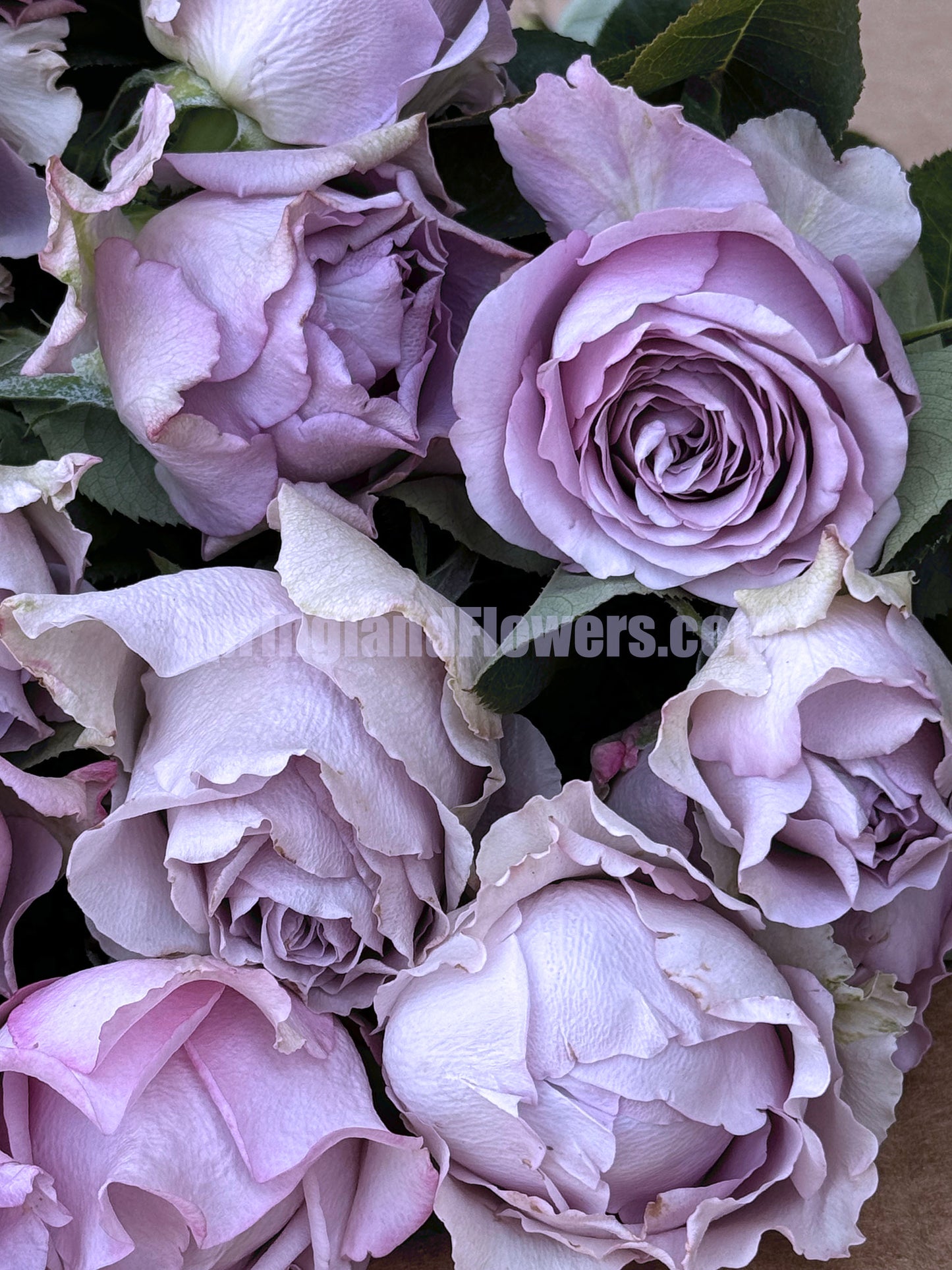 Amethyst 紫龙晶, Cutting Rose, Florists Rose, Heat-resistant,  Non-Grafted/Own Root.