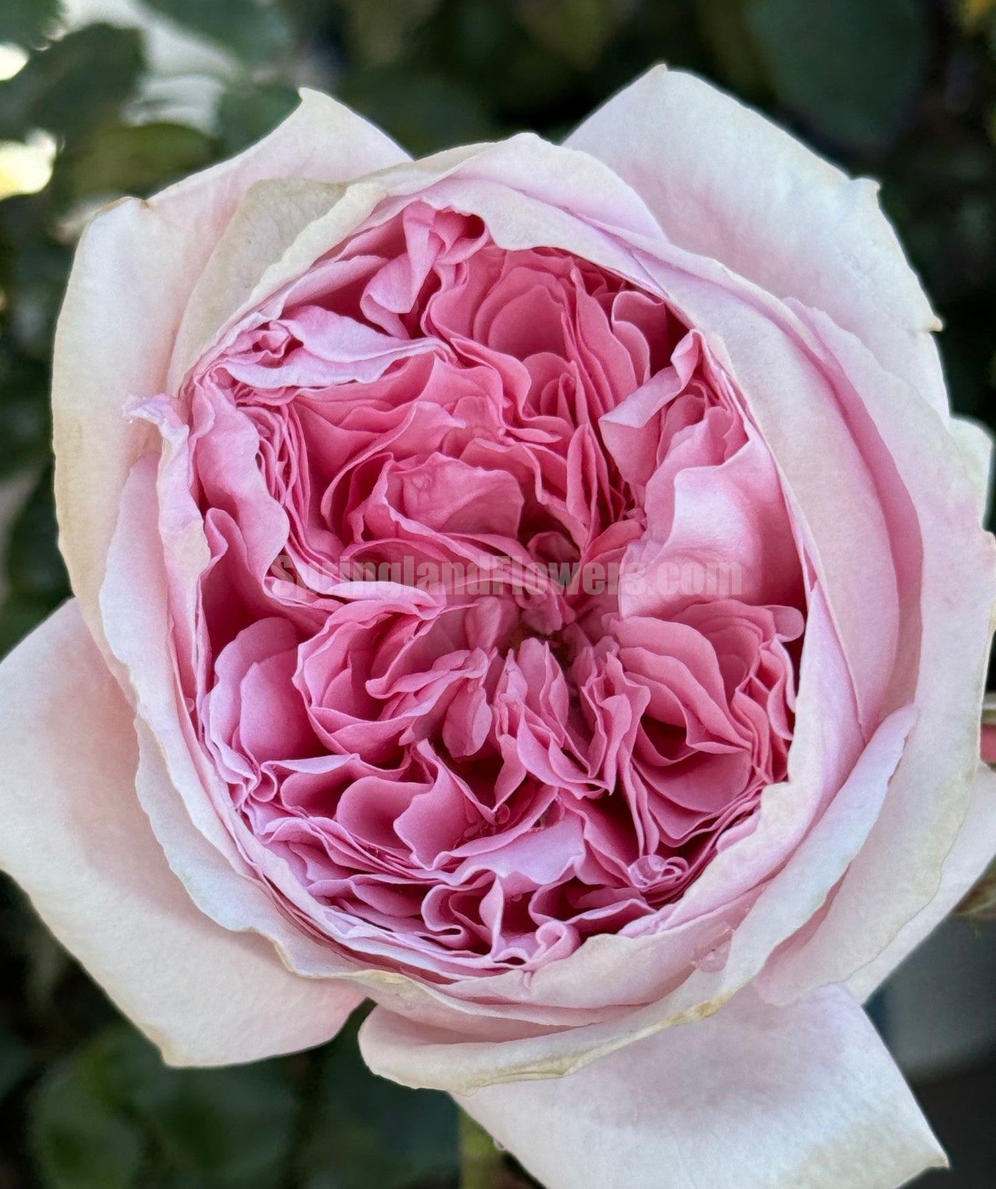 #SPF200, Anne-Sophie Pic 安索菲比克， Floribunda Florists Rose. Non-Grafted/Own Root.
