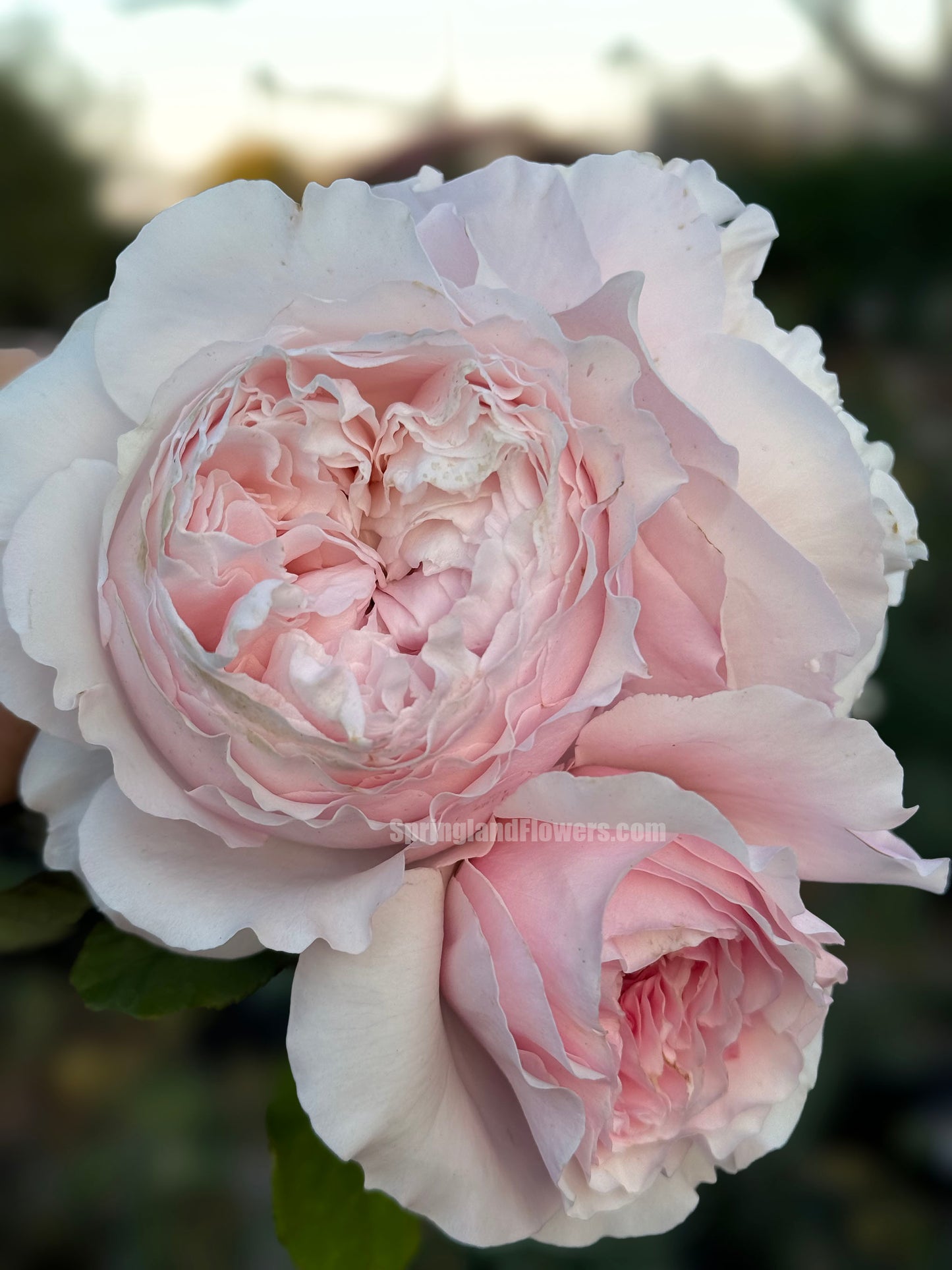 De Cheryl 谢莉尔 ，Shrub Rose，Non-Grafted/Own Root.