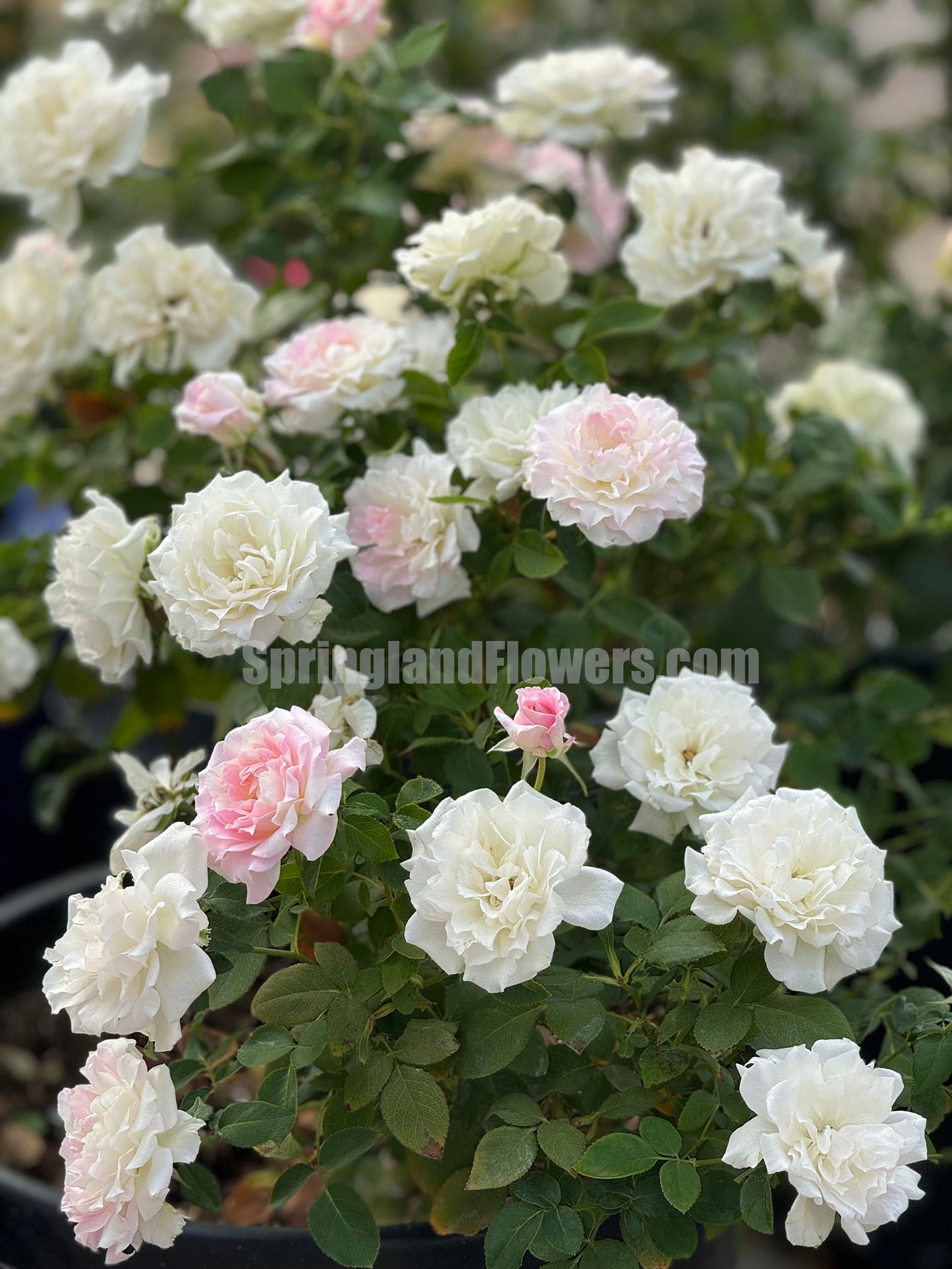 Mille Feuille 法式千层酥 ミルフィーユ ,Japanese Shrub Rose ,  Repeat Blooming，Non-Grafted/Own Root.