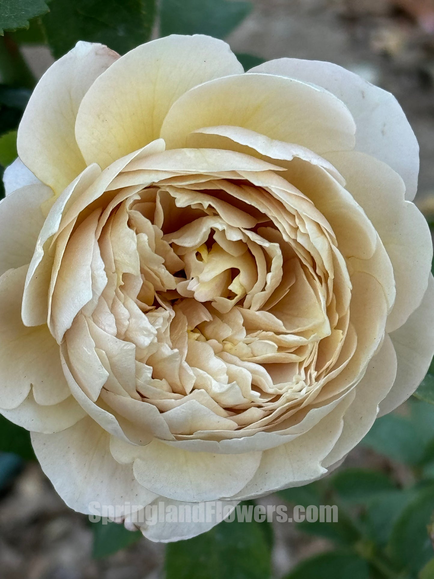 Charlotte Perriand 佩里安 シャルロットペリアン, Japanese Shrub Rose，Special and Elegant, Distinctive , Non-Grafted/Own Root.