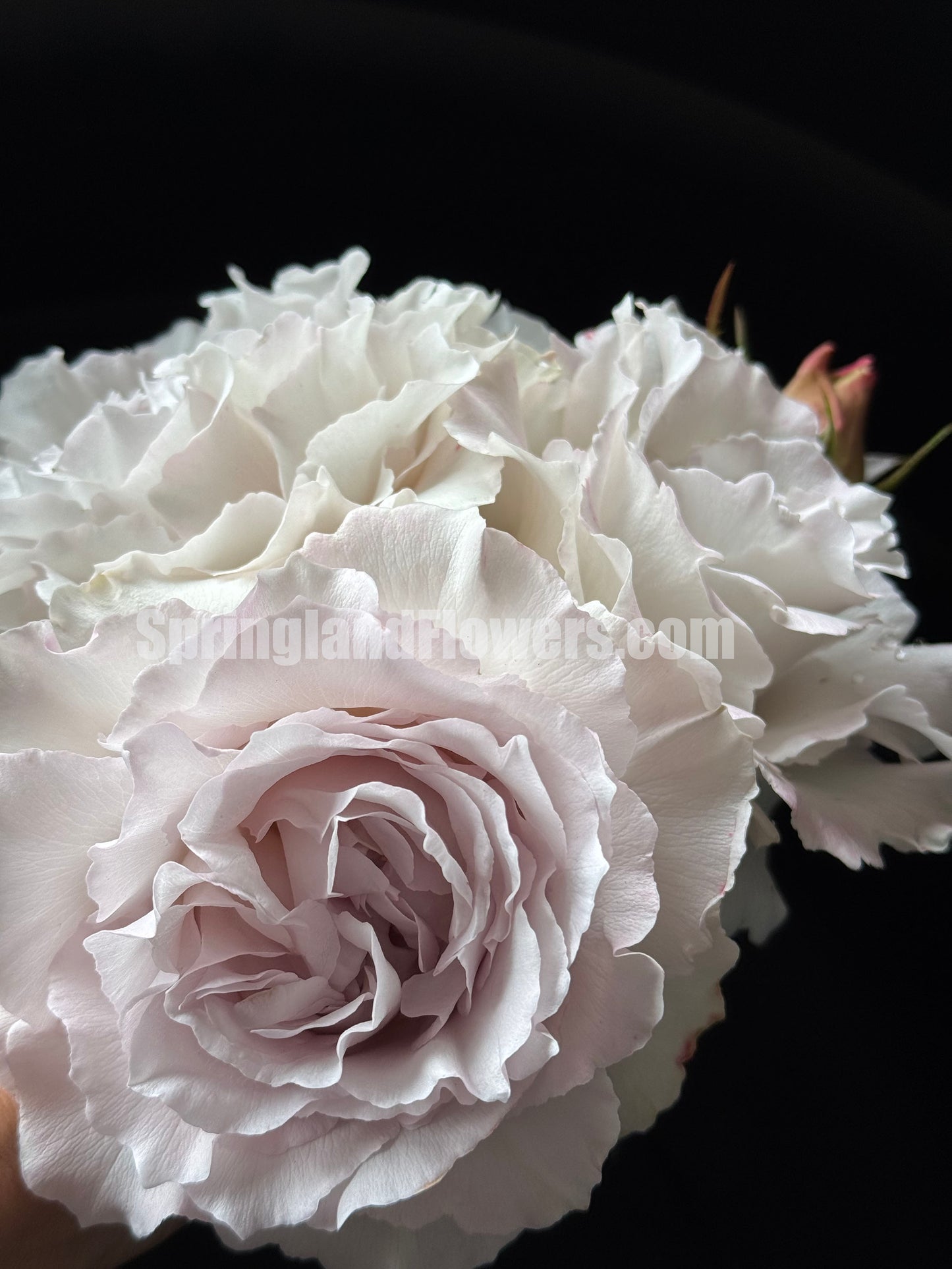 #SPJ101，Saphiret 莎菲天使 , Japanese Shrub Rose，Non-Grafted/Own Root.