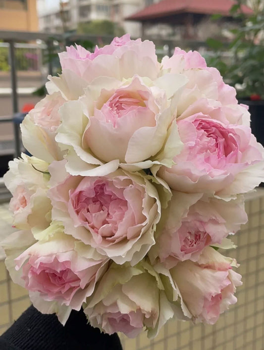 M-Perzik 佩尔朱克ペルジューク , Japanese Shrub Rose, Non-Grafted/Own Root.