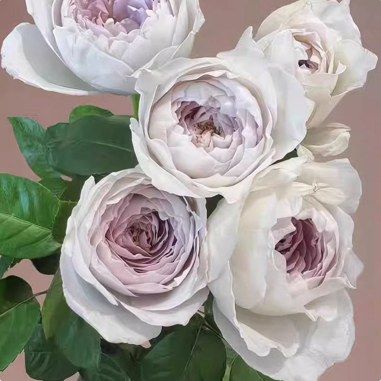 #SPJ178，Milky Pearl 珍珠牛奶,  Japanese Cutting Rose,  Non-Grafted/Own Root.