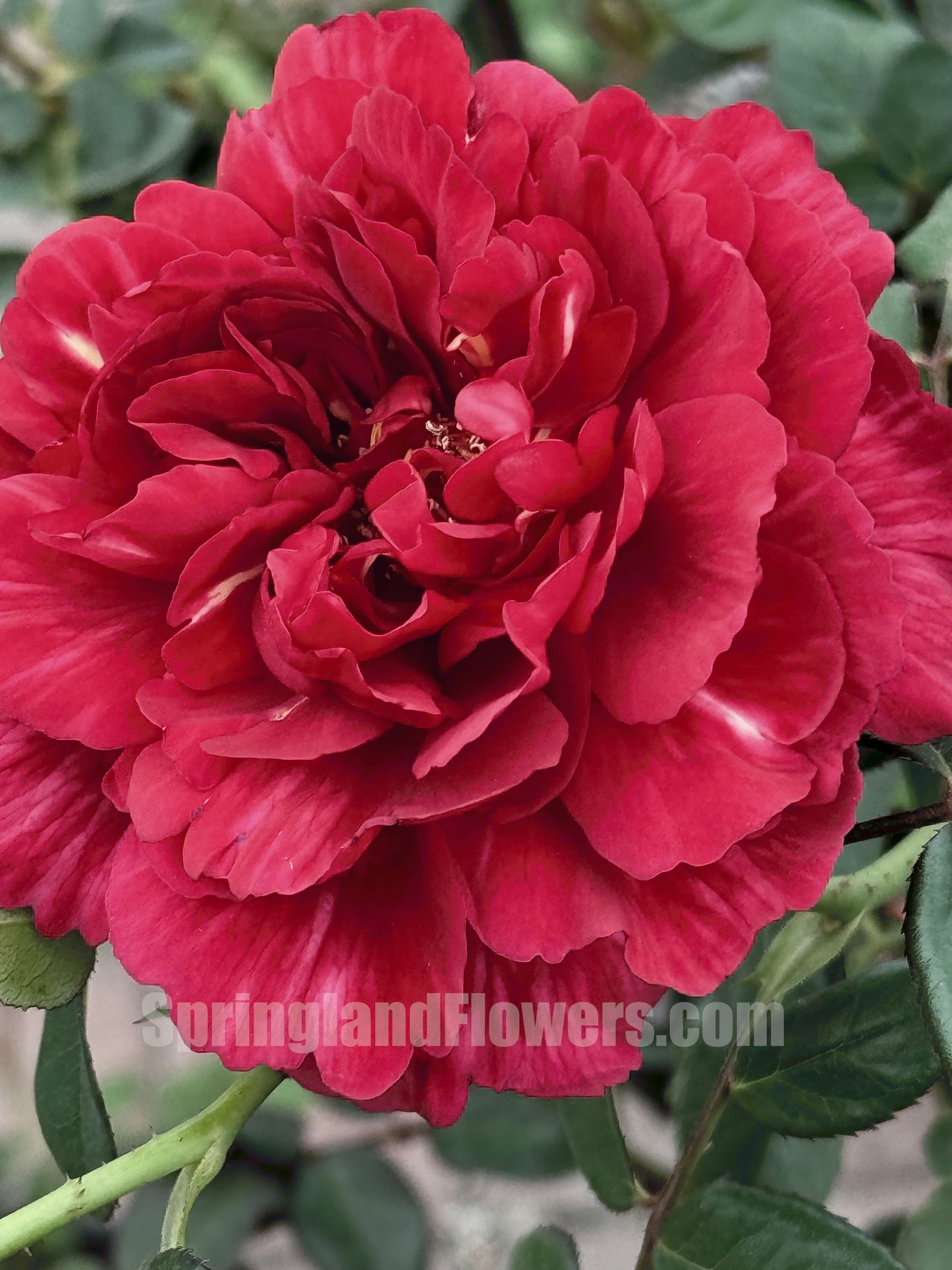 Ligare 真彩230/领带 リガーレ, Japanese Shrub Rose，The Most Beautiful Red Rose，Non-Grafted/Own Root.