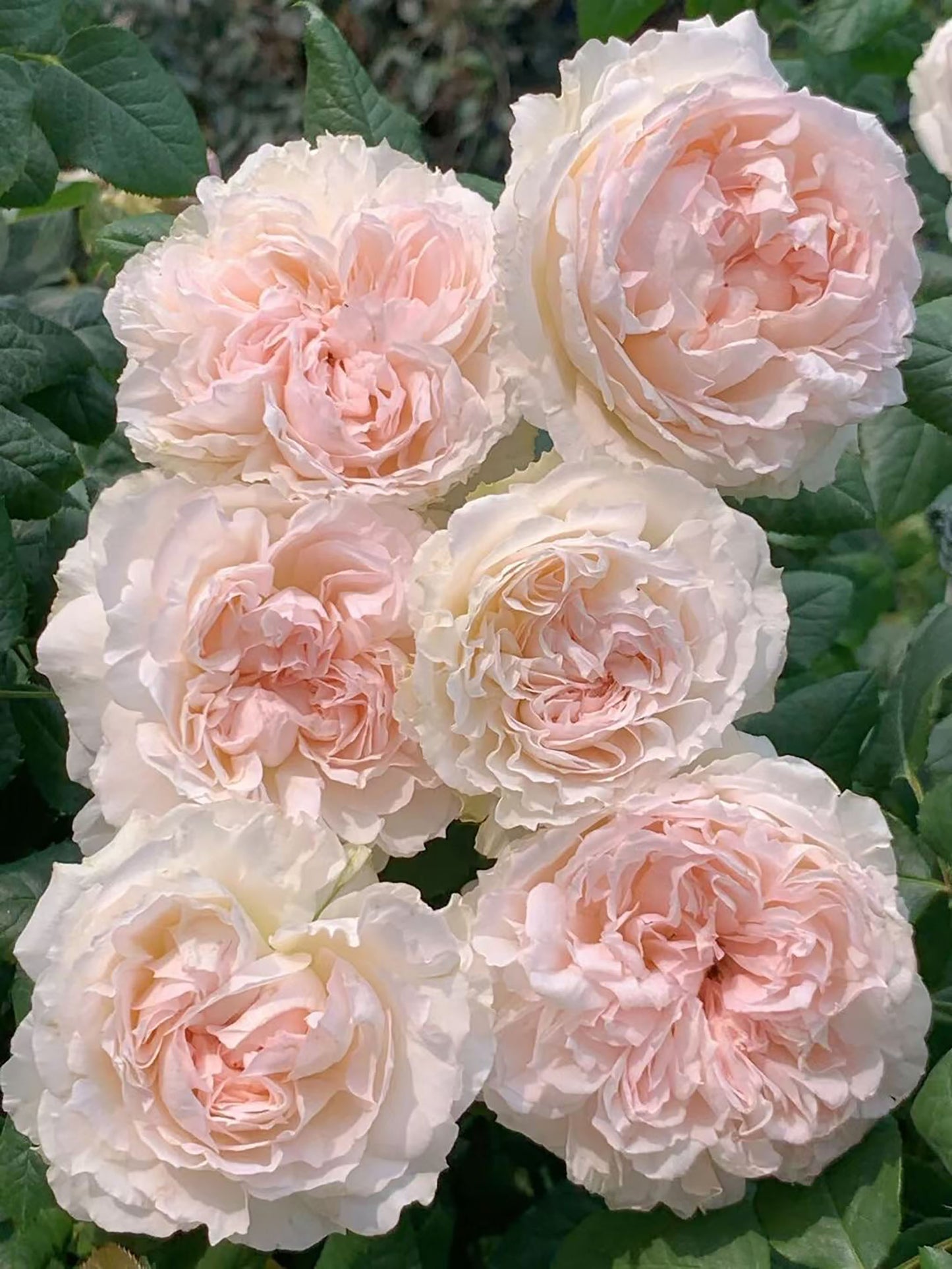 M-Perzik 佩尔朱克ペルジューク , Japanese Shrub Rose, Non-Grafted/Own Root.