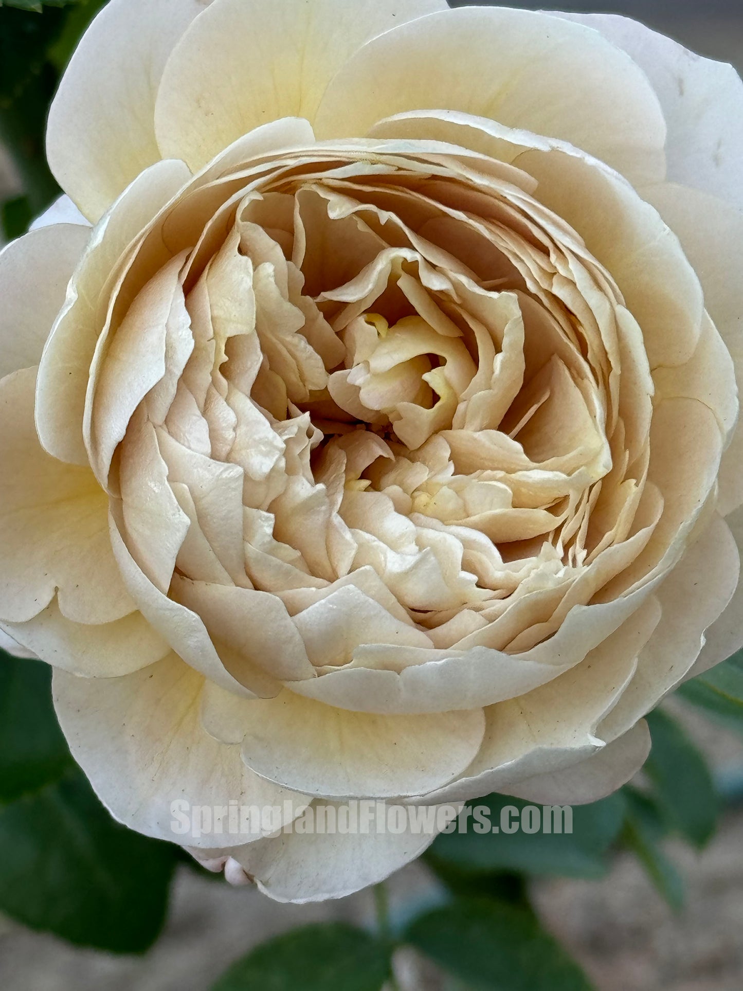 Charlotte Perriand 佩里安 シャルロットペリアン, Japanese Shrub Rose，Special and Elegant, Distinctive , Non-Grafted/Own Root.