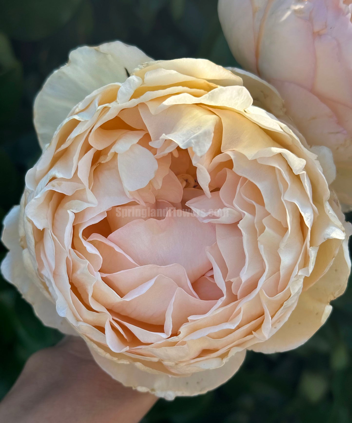 #SPF080，Extremely Similar to Ivory Yves Piaget 伊芙象牙伯爵，Florist Shrub Rose，Upright, Heat-tolerant, disease-resistant,  Non-Grafted/Own Root.