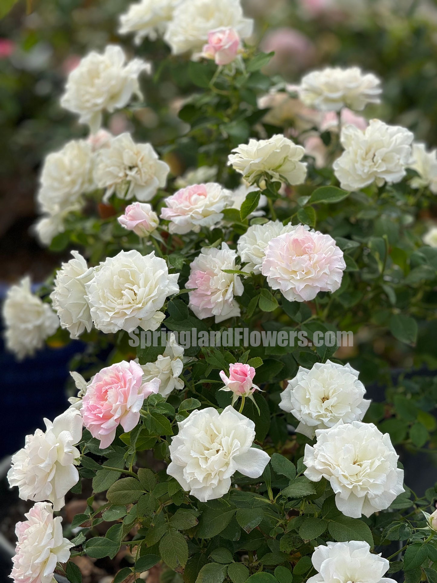 Mille Feuille 法式千层酥 ミルフィーユ ,Japanese Shrub Rose ,  Repeat Blooming，Non-Grafted/Own Root.