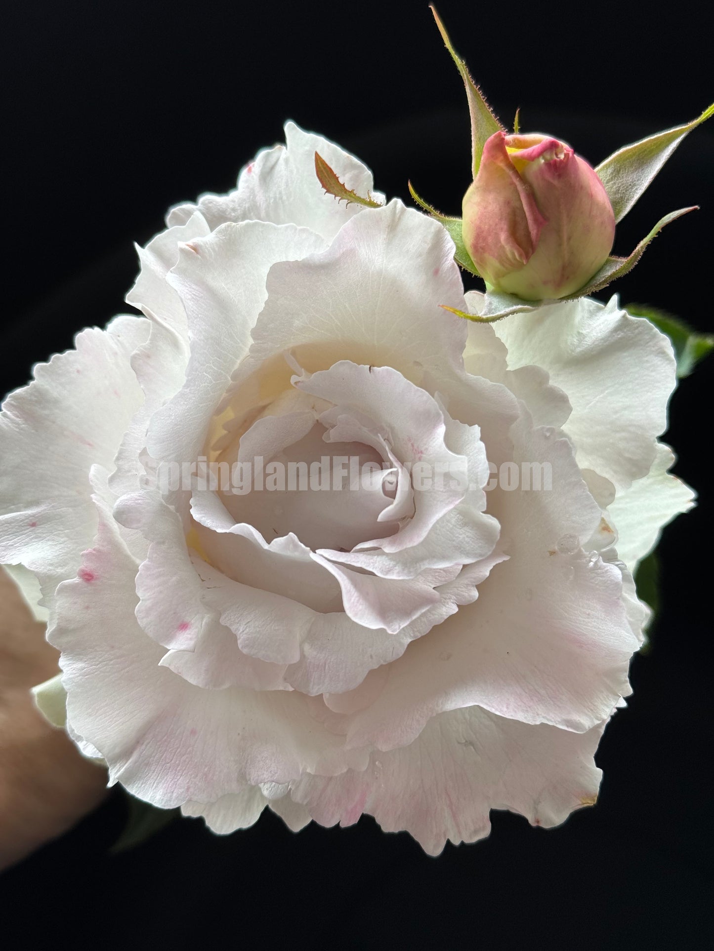 #SPJ101，Saphiret 莎菲天使 , Japanese Shrub Rose，Non-Grafted/Own Root.