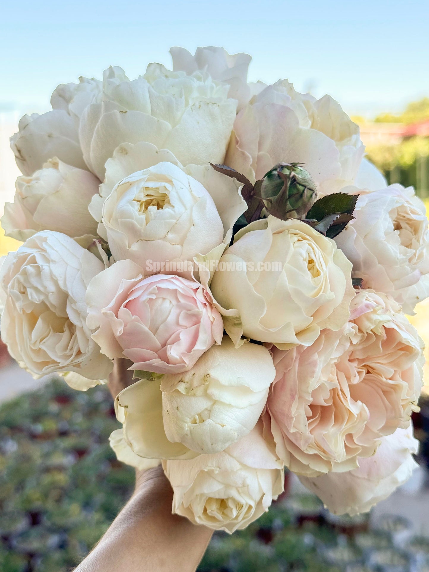 Chiffon 雪纺绸/戚风蛋糕，Cutting Rose,  Non-Grafted/Own Root.