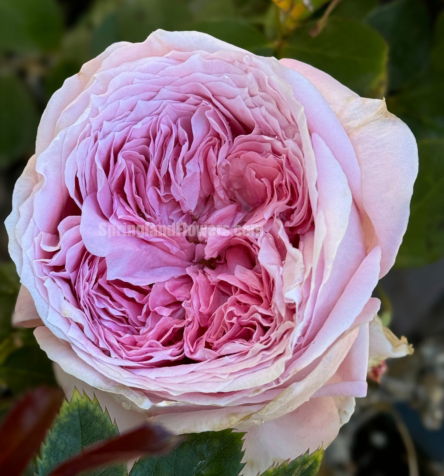 #SPF200, Anne-Sophie Pic 安索菲比克， Floribunda Florists Rose. Non-Grafted/Own Root.