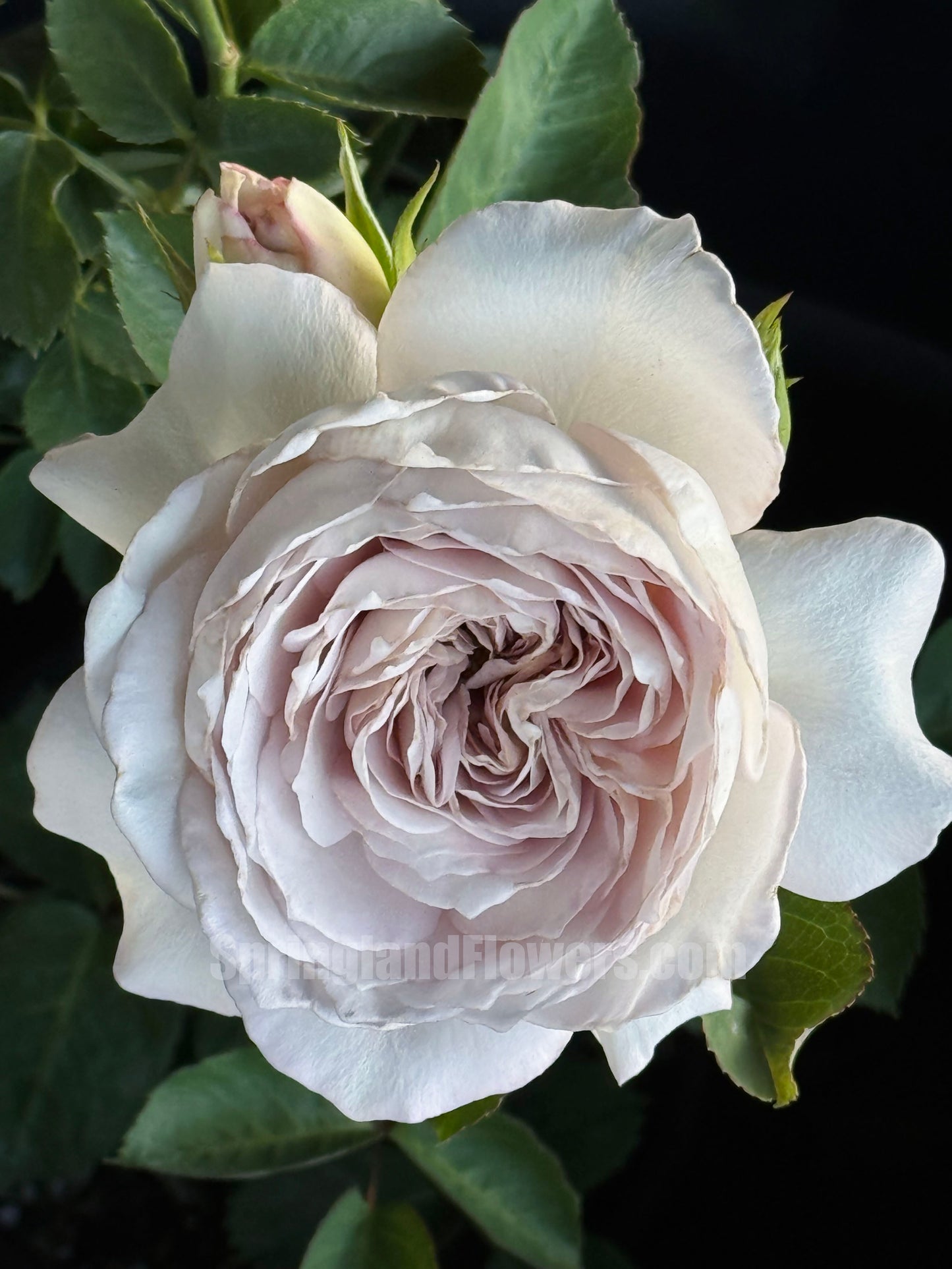 #SPJ178，Milky Pearl 珍珠牛奶,  Japanese Cutting Rose,  Non-Grafted/Own Root.