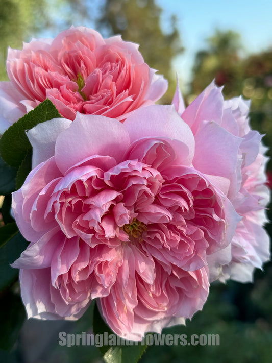 Cecil de volanges 蝶之舞 セシルドゥヴォーランジェ，Japanese Shrub Rose. Heat-tolerant, disease-resistant, Non-Grafted/Own Root.