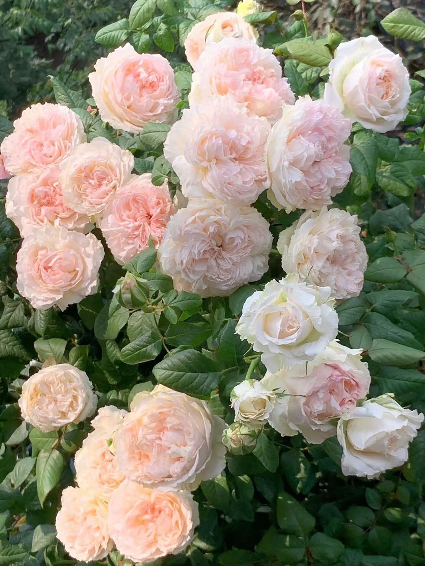 M-Perzik 佩尔朱克ペルジューク , Japanese Shrub Rose, Non-Grafted/Own Root.