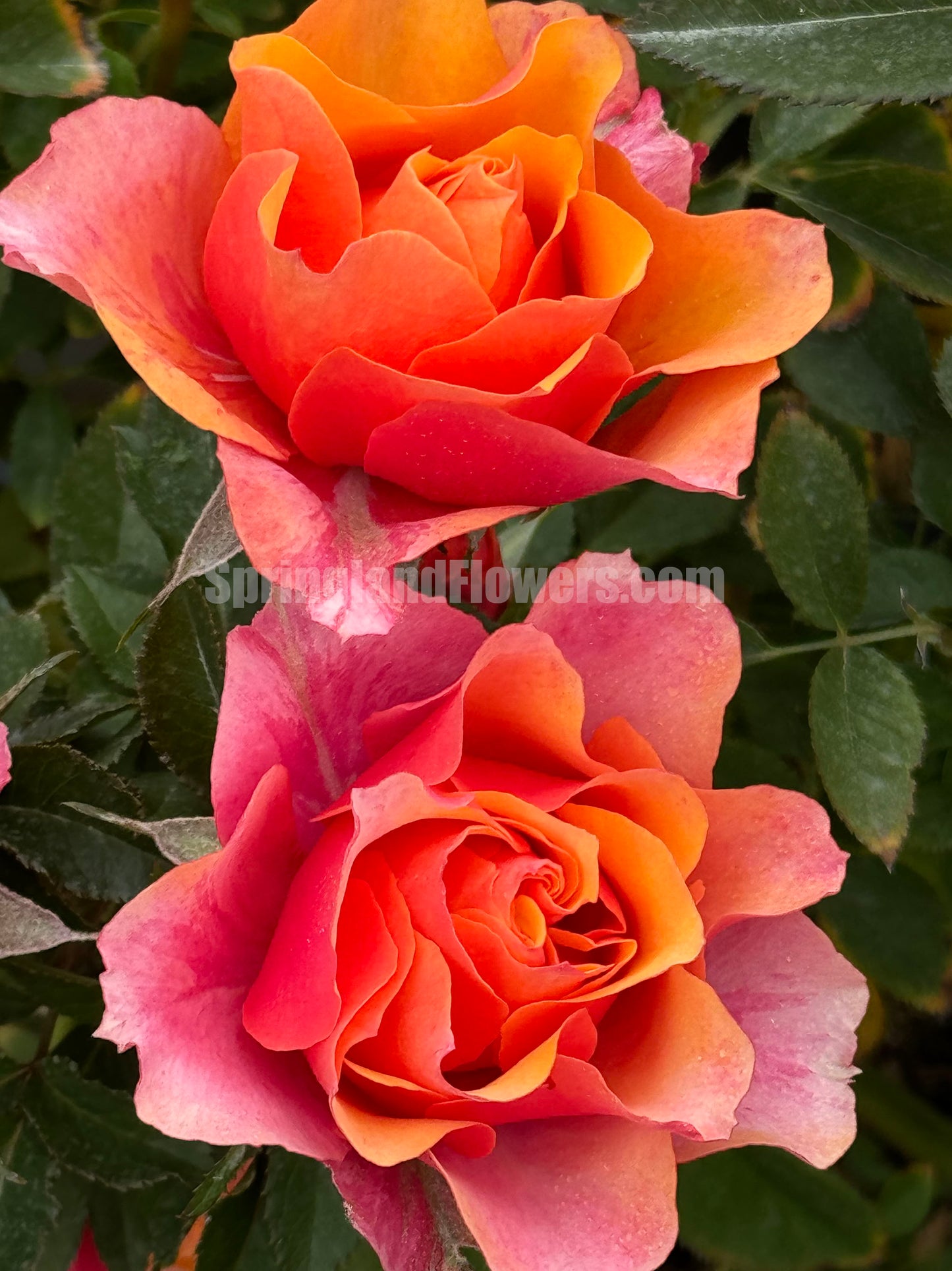 El Paso Forever 永远的艾帕索，Shrub Rose，Perfect Rose, upright, Repeat Flowering，Non-Grafted/Own Root.