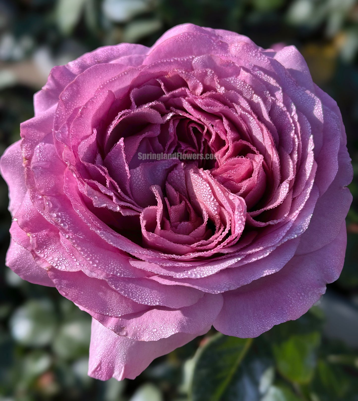 #SPF026，French Hybrid Tea Rose, Strong  Fruity  Fragrance.  Non-Grafted/Own Root.